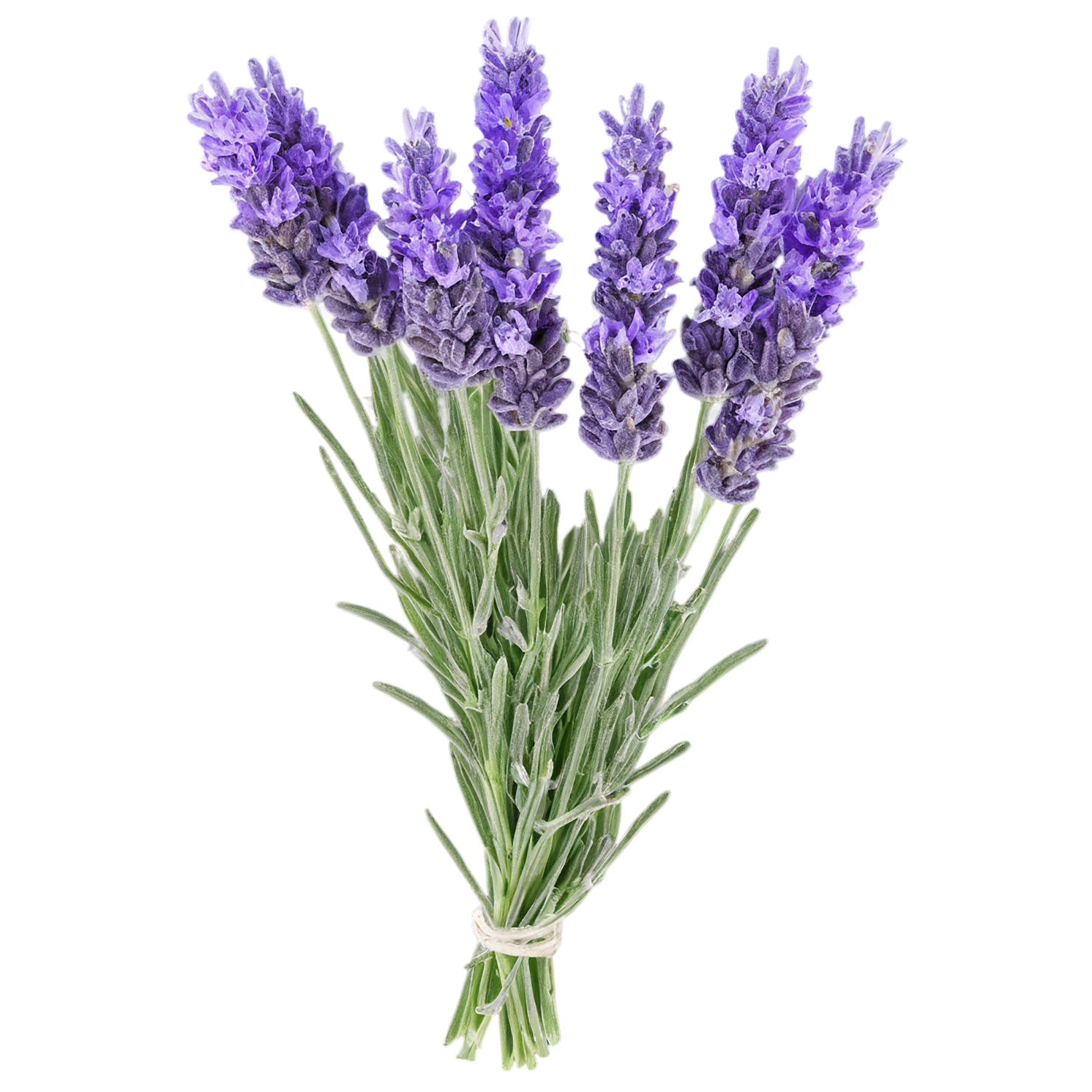 Lavender Herbs isolated on transparent background, #7127