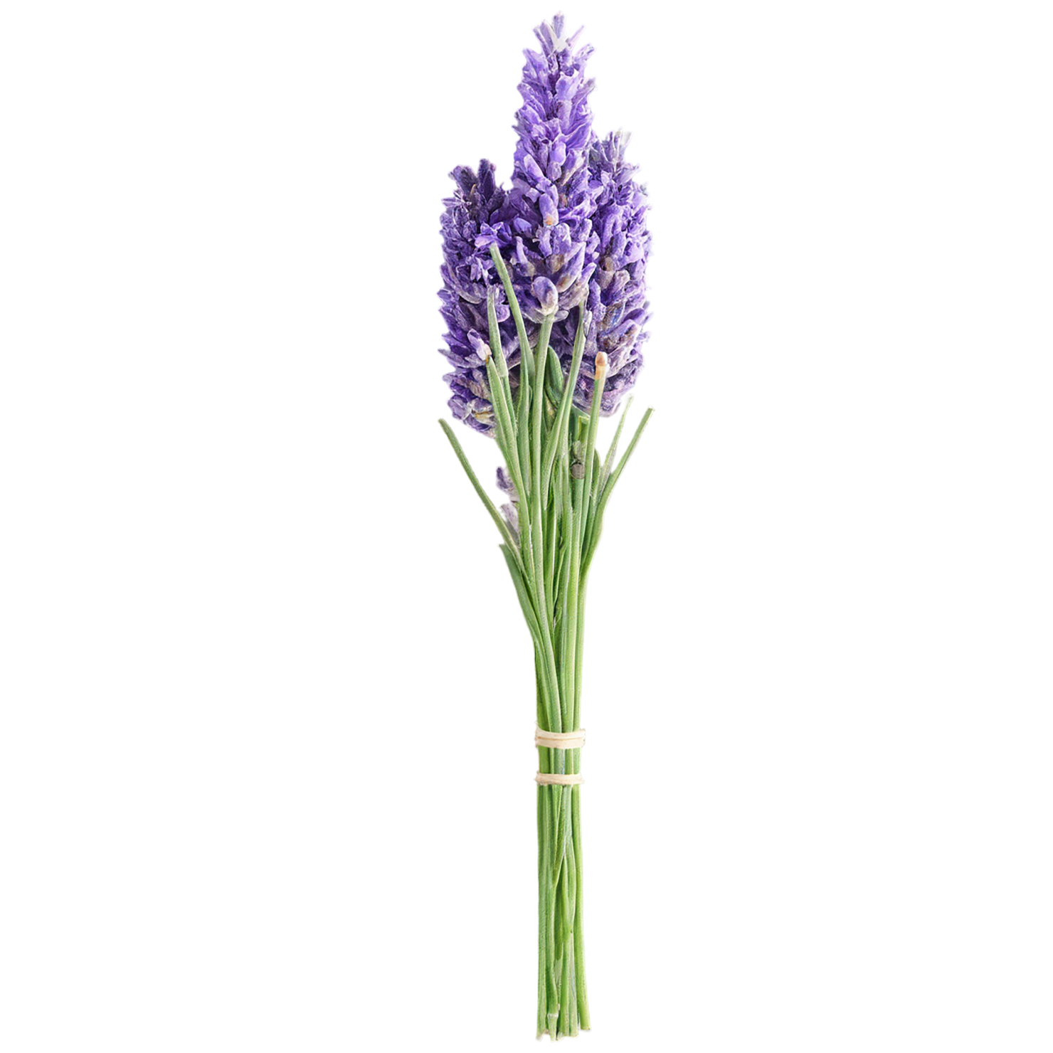 Lavender Herbs isolated on transparent background, #7128
