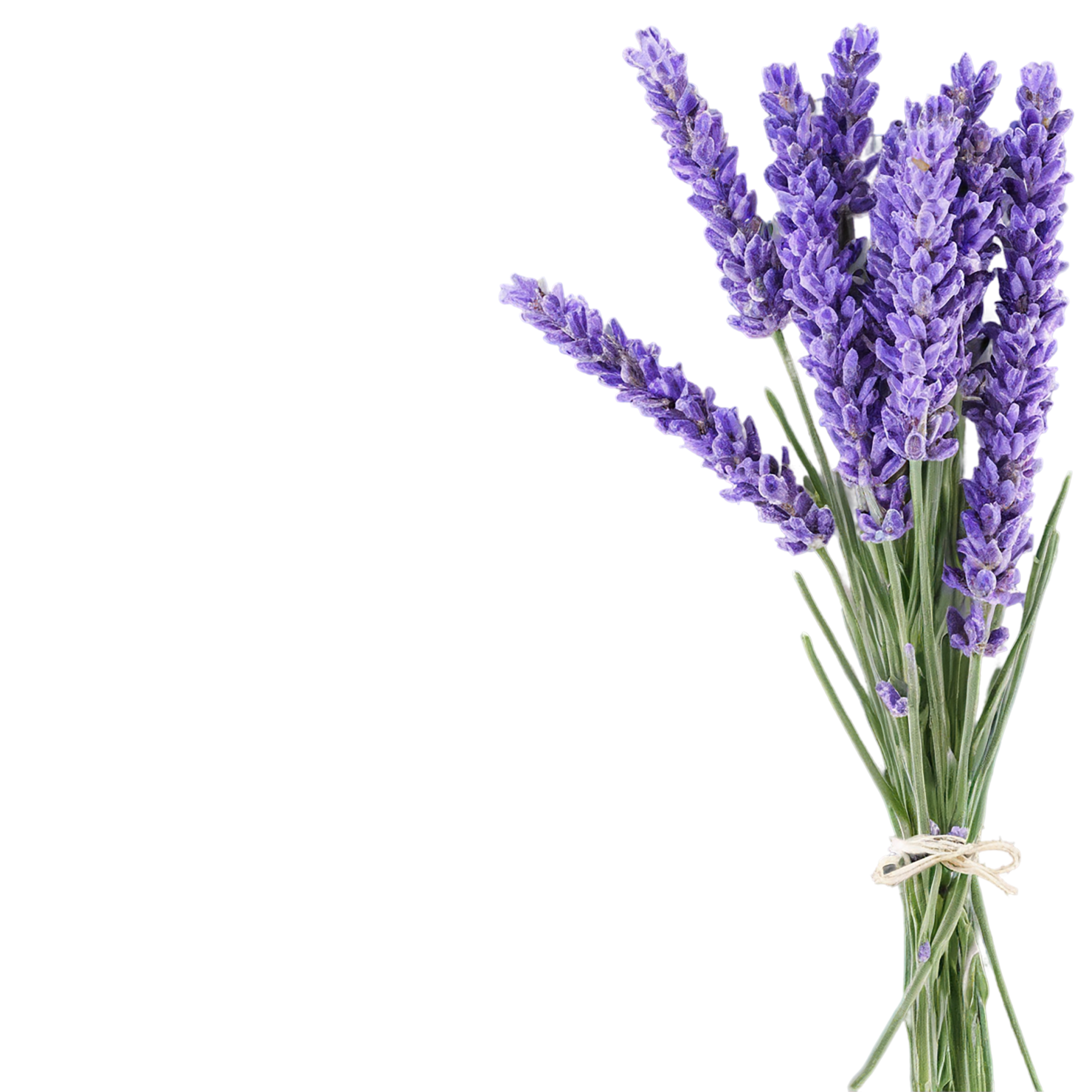 Lavender Herbs isolated on transparent background, #7129