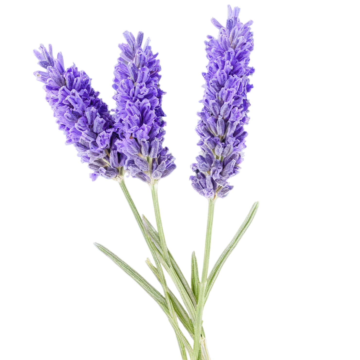 Lavender Herbs isolated on transparent background, #7130