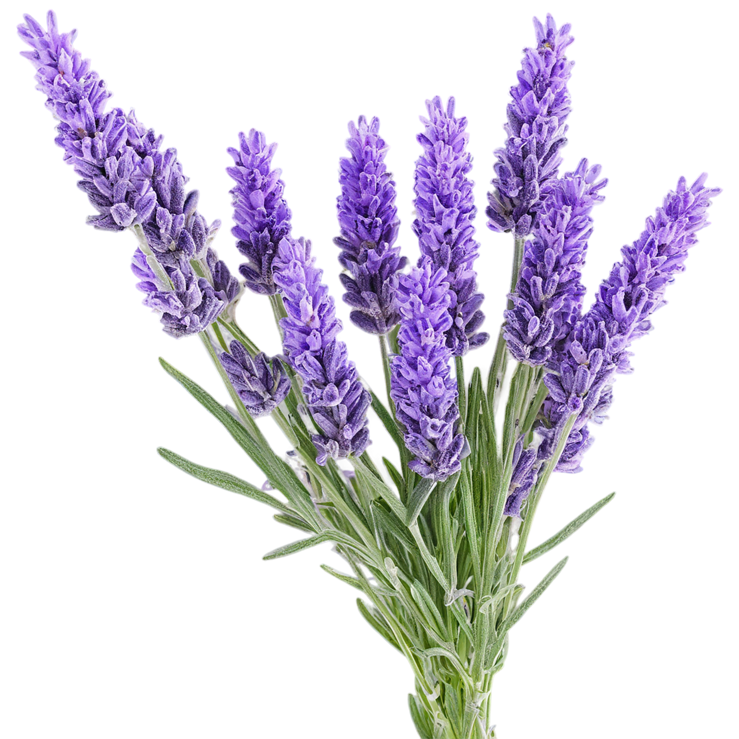 Lavender Herbs isolated on transparent background, #7131