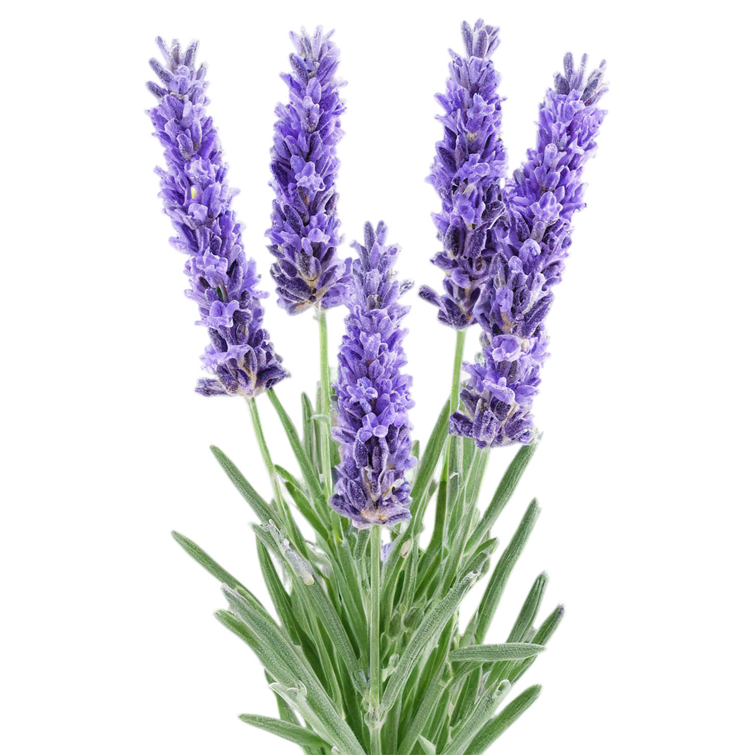 Lavender Herbs isolated on transparent background, #7132