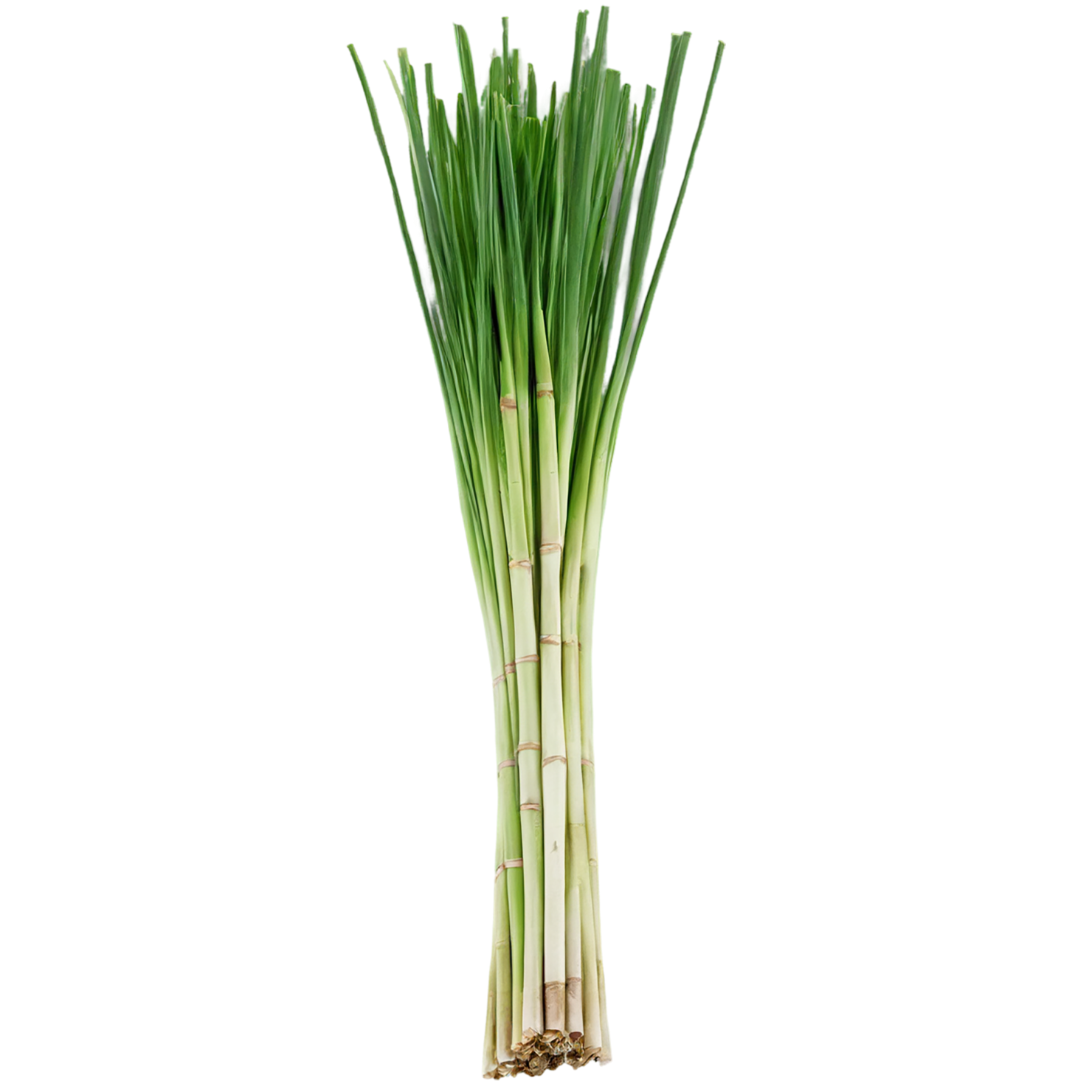 Lemongrass Herbs isolated on transparent background, #7133
