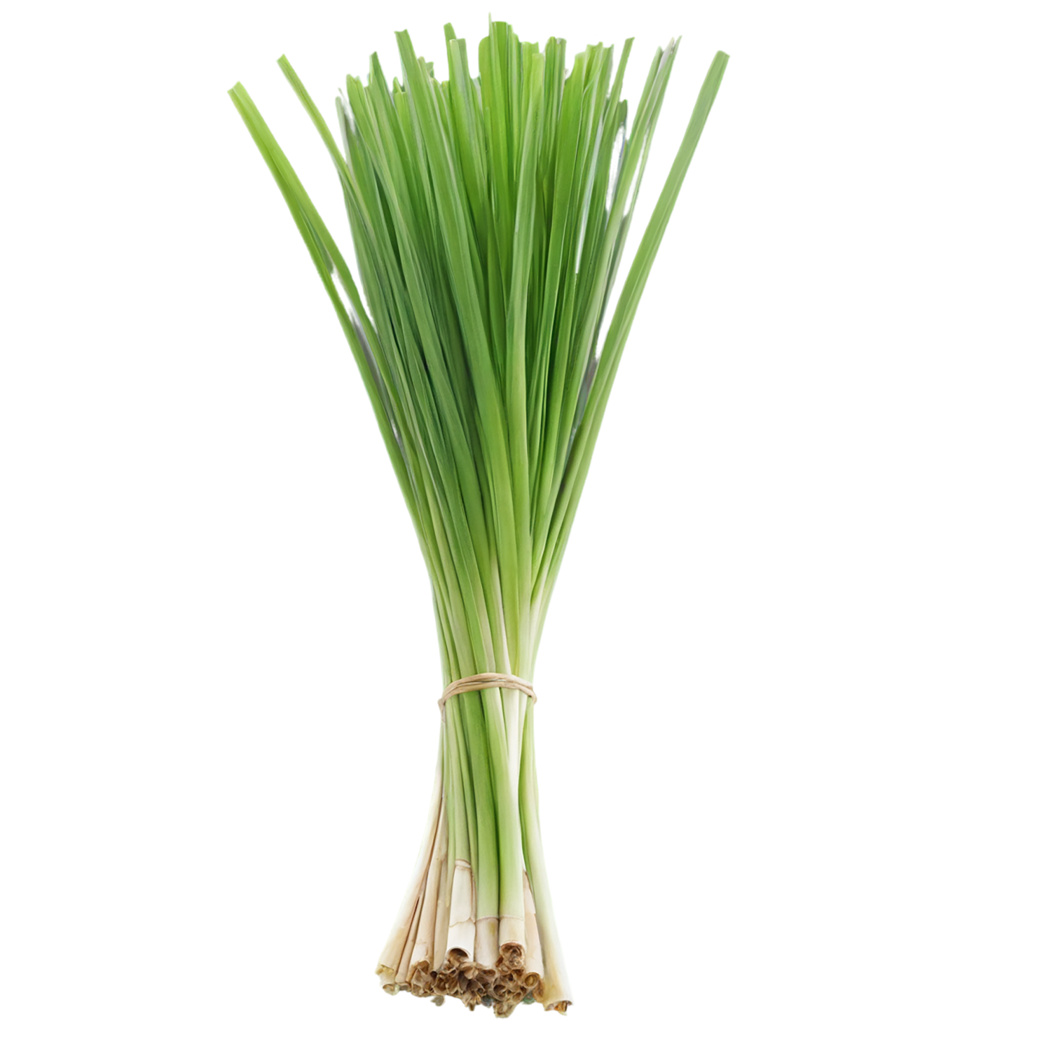 Lemongrass Herbs isolated on transparent background, #7134