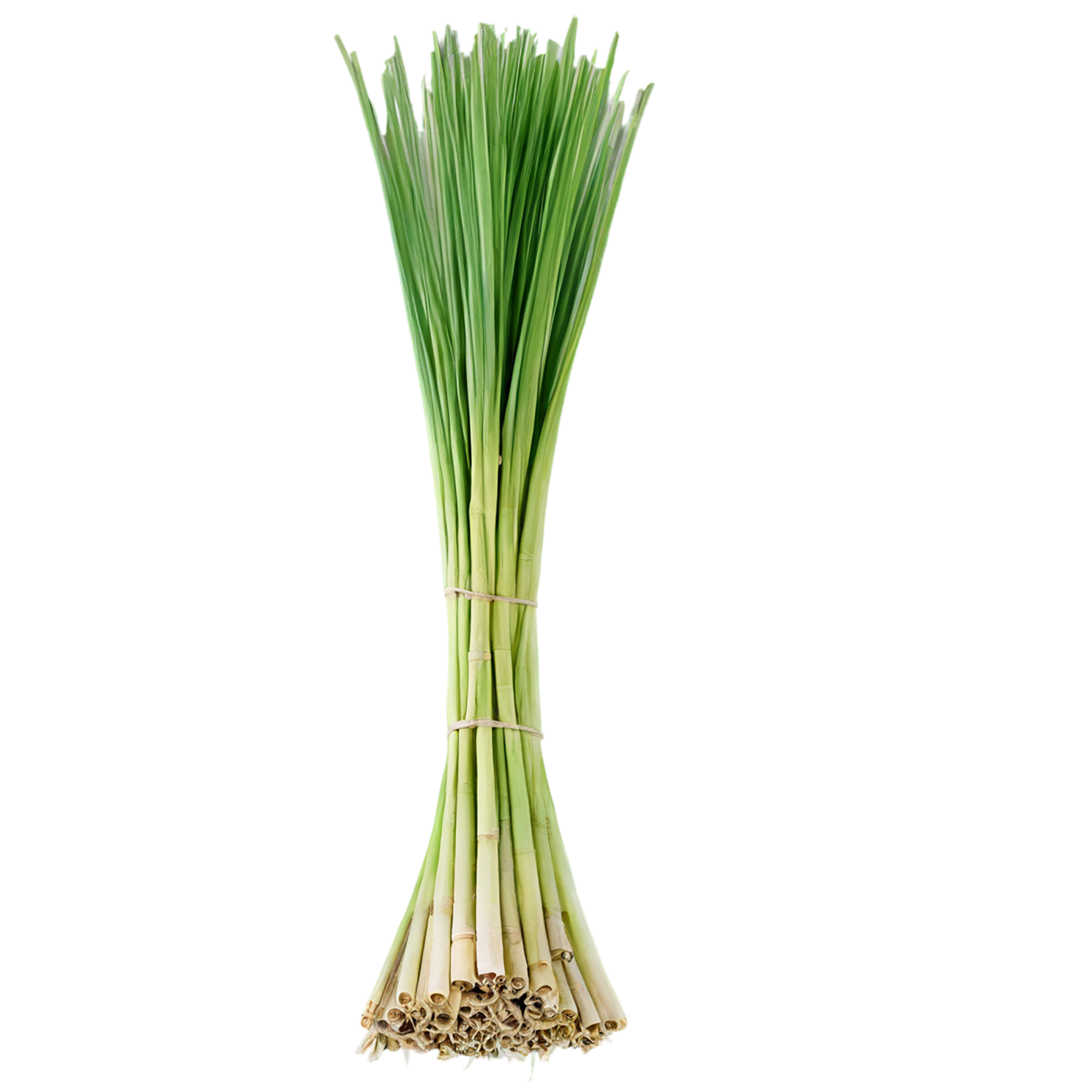 Lemongrass Herbs isolated on transparent background, #7135
