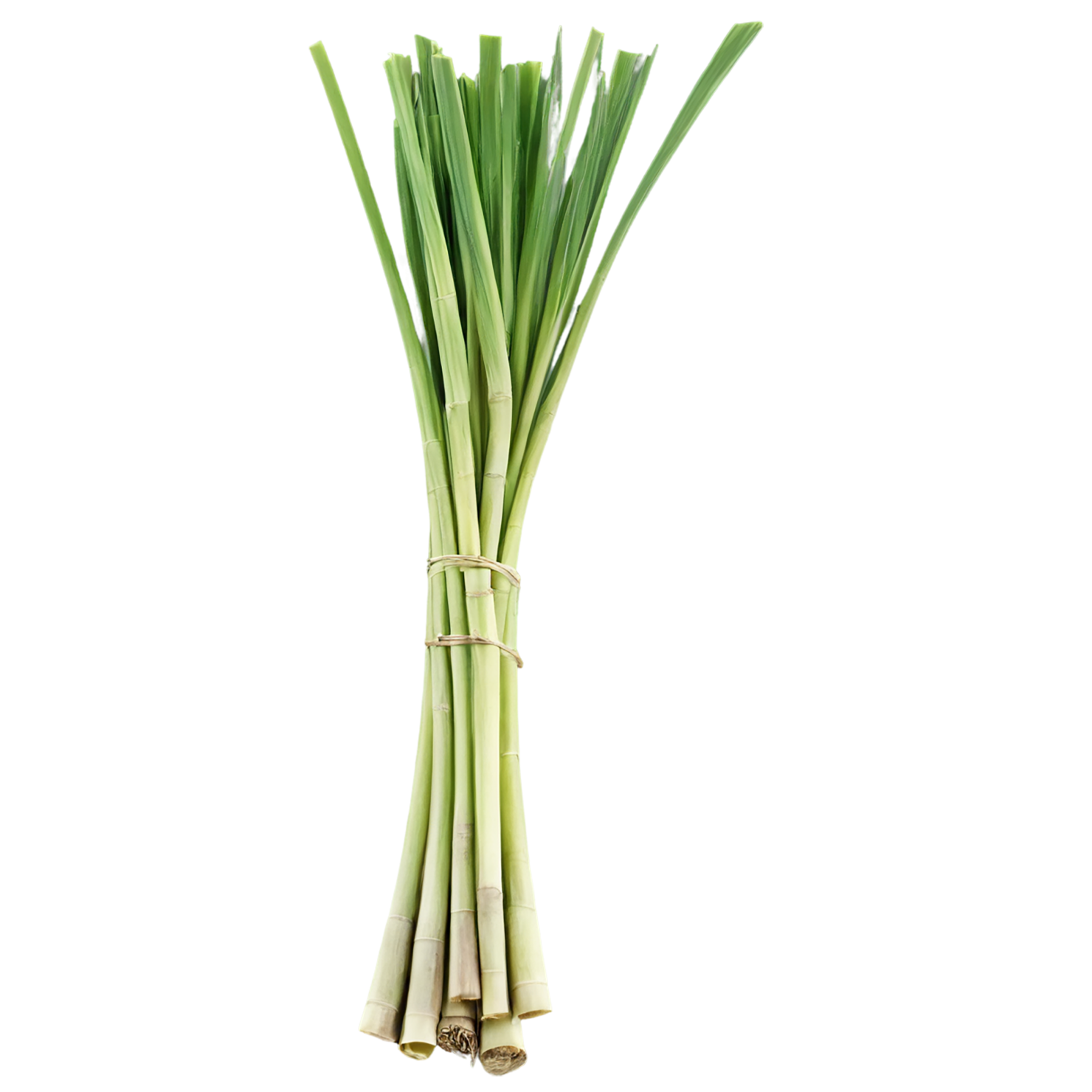 Lemongrass Herbs isolated on transparent background, #7137
