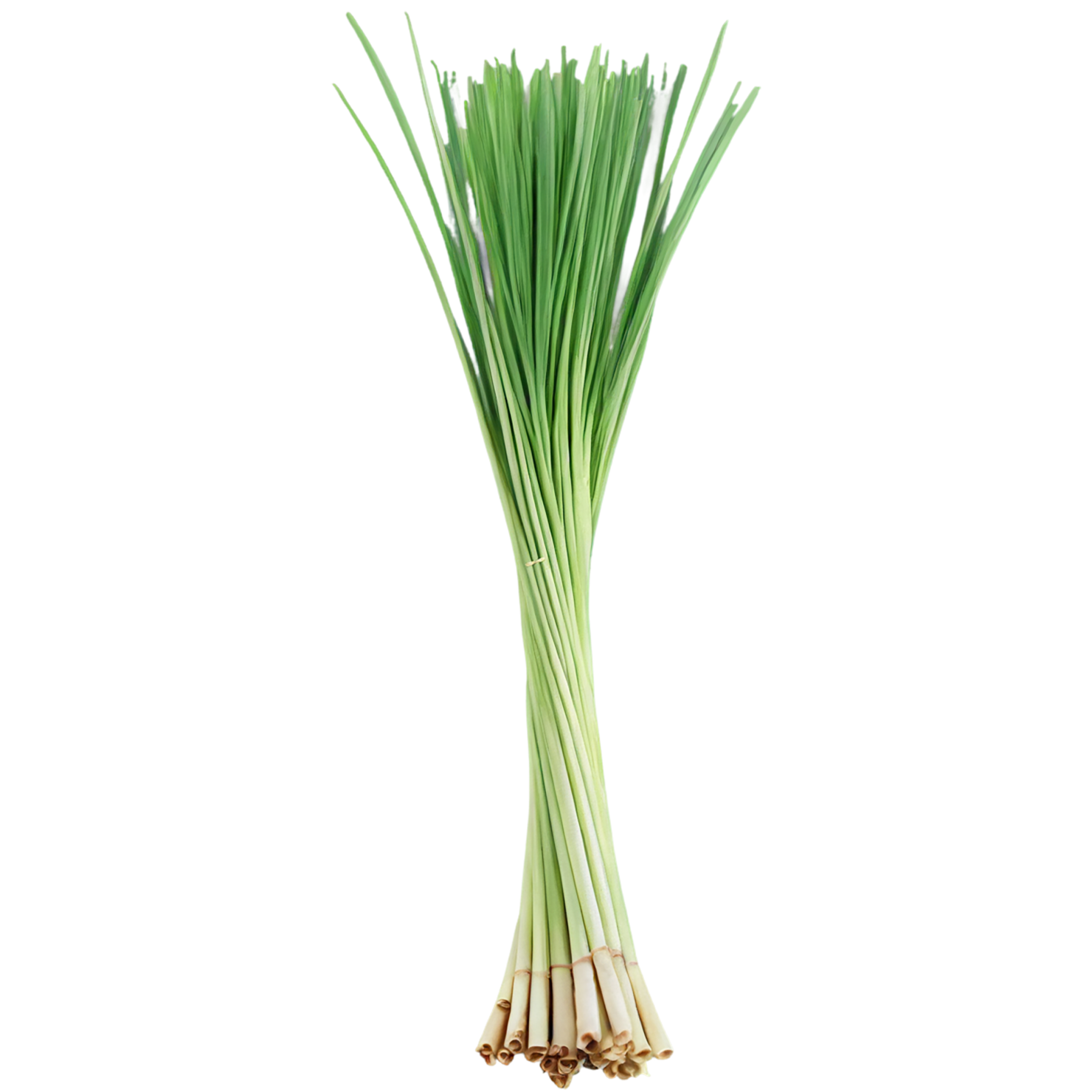 Lemongrass Herbs isolated on transparent background, #7139