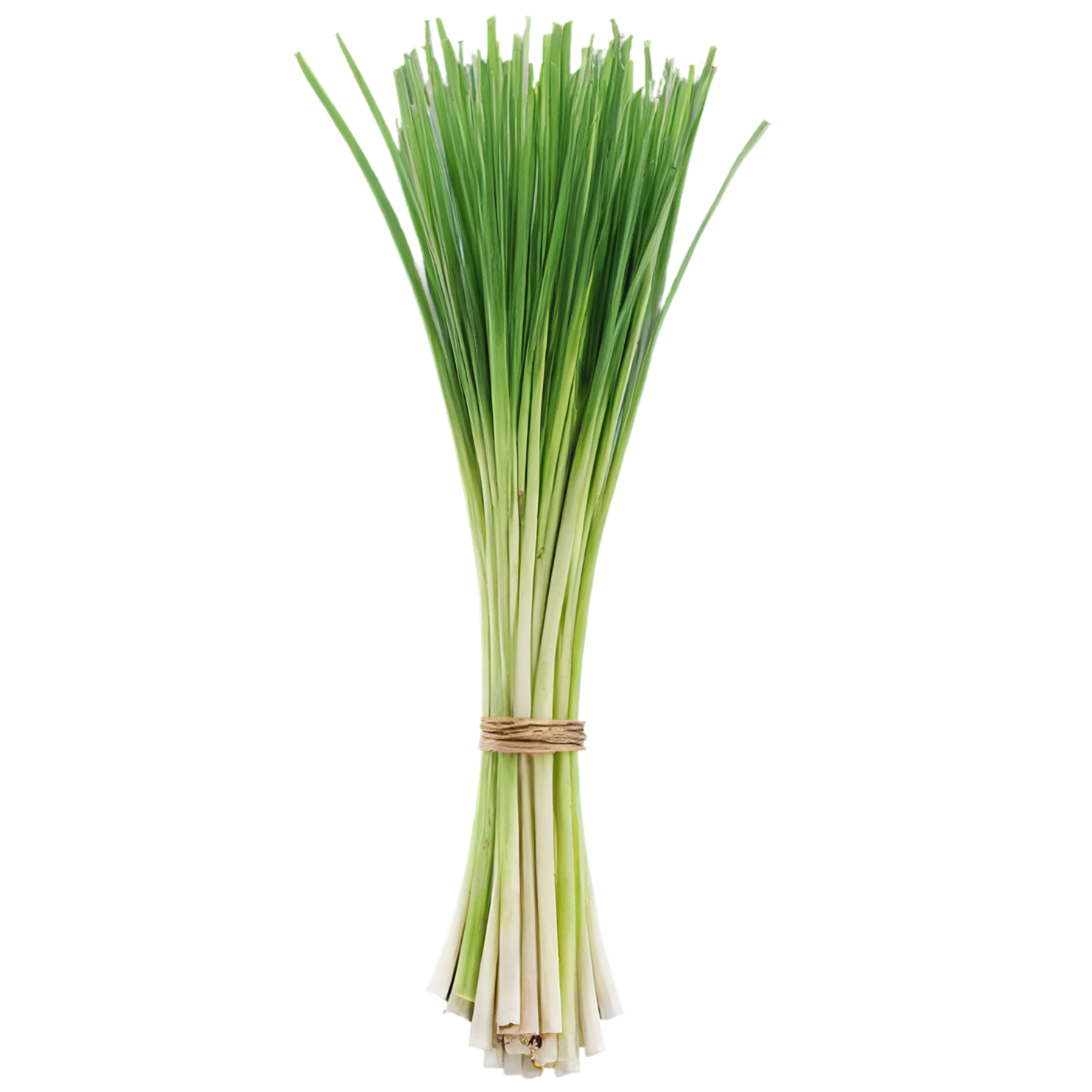 Lemongrass Herbs isolated on transparent background, #7146
