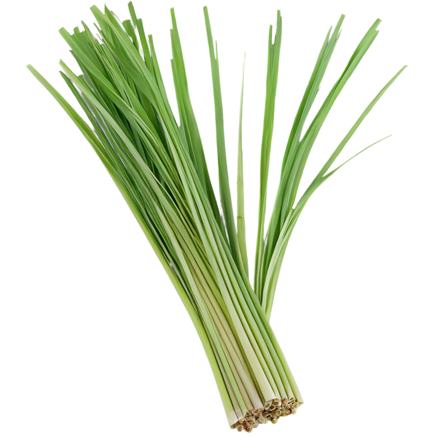 Lemongrass Herbs isolated on transparent background, #7149