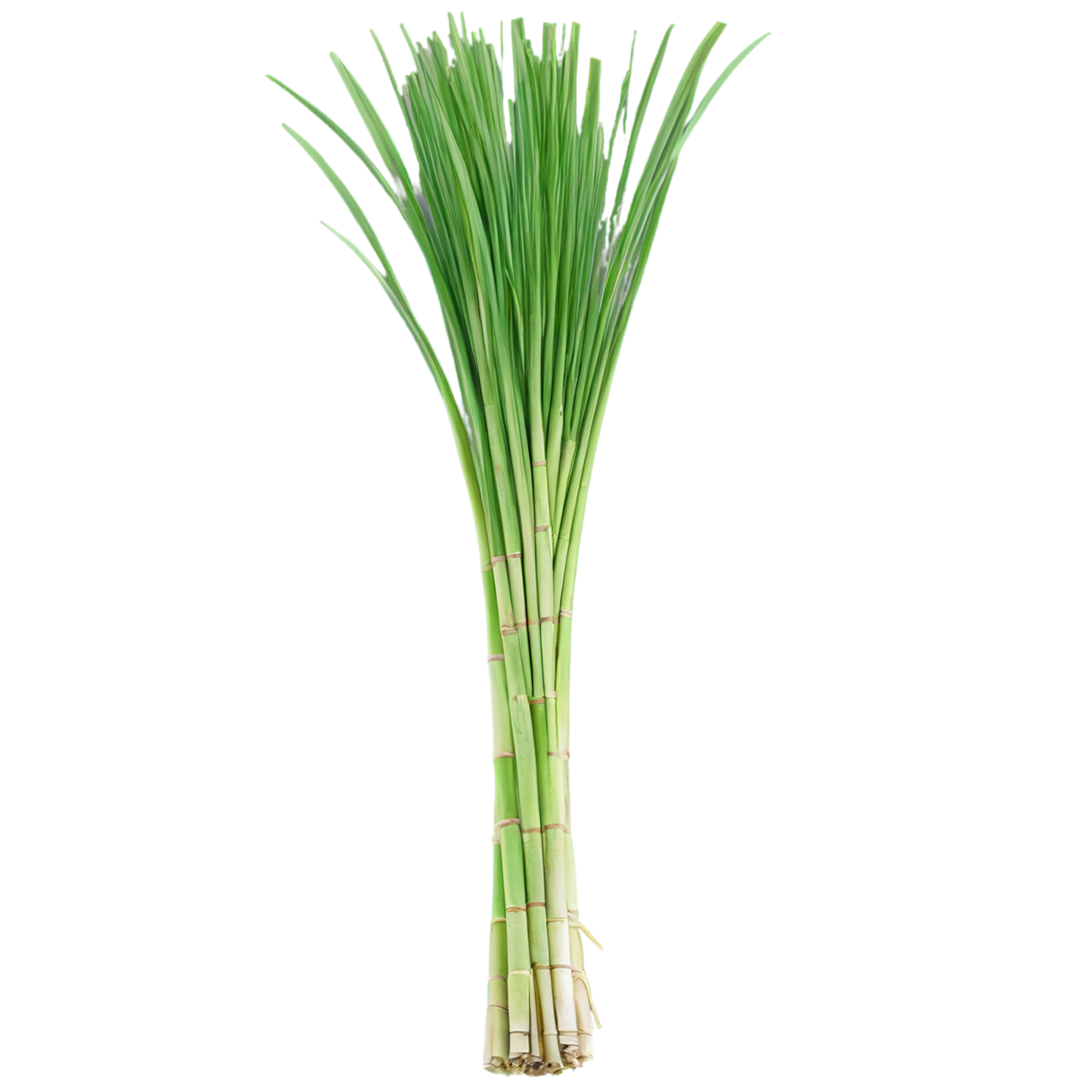 Lemongrass Herbs isolated on transparent background, #7159