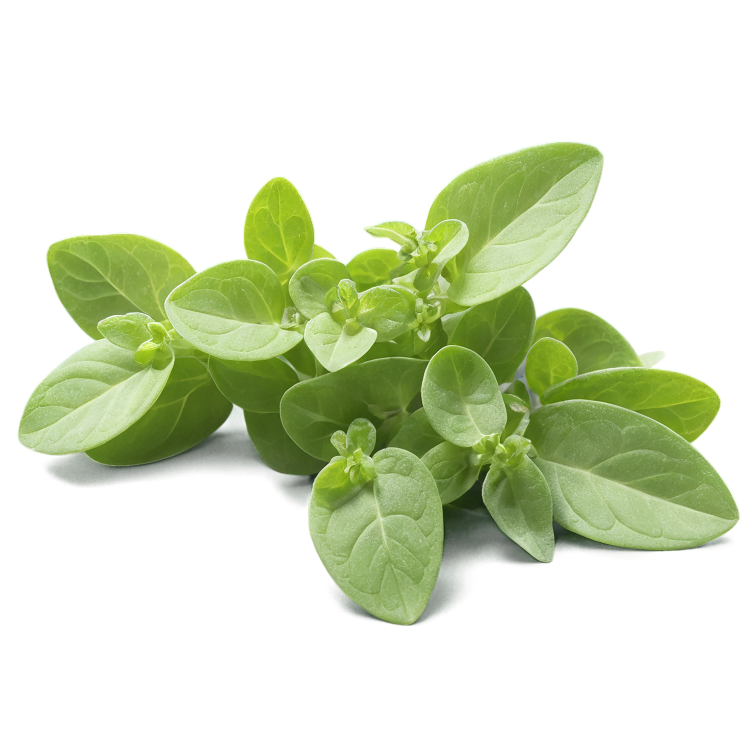 Marjoram Herbs isolated on transparent background, #7165