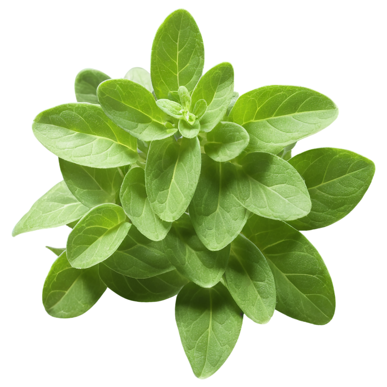 Marjoram Herbs isolated on transparent background, #7168