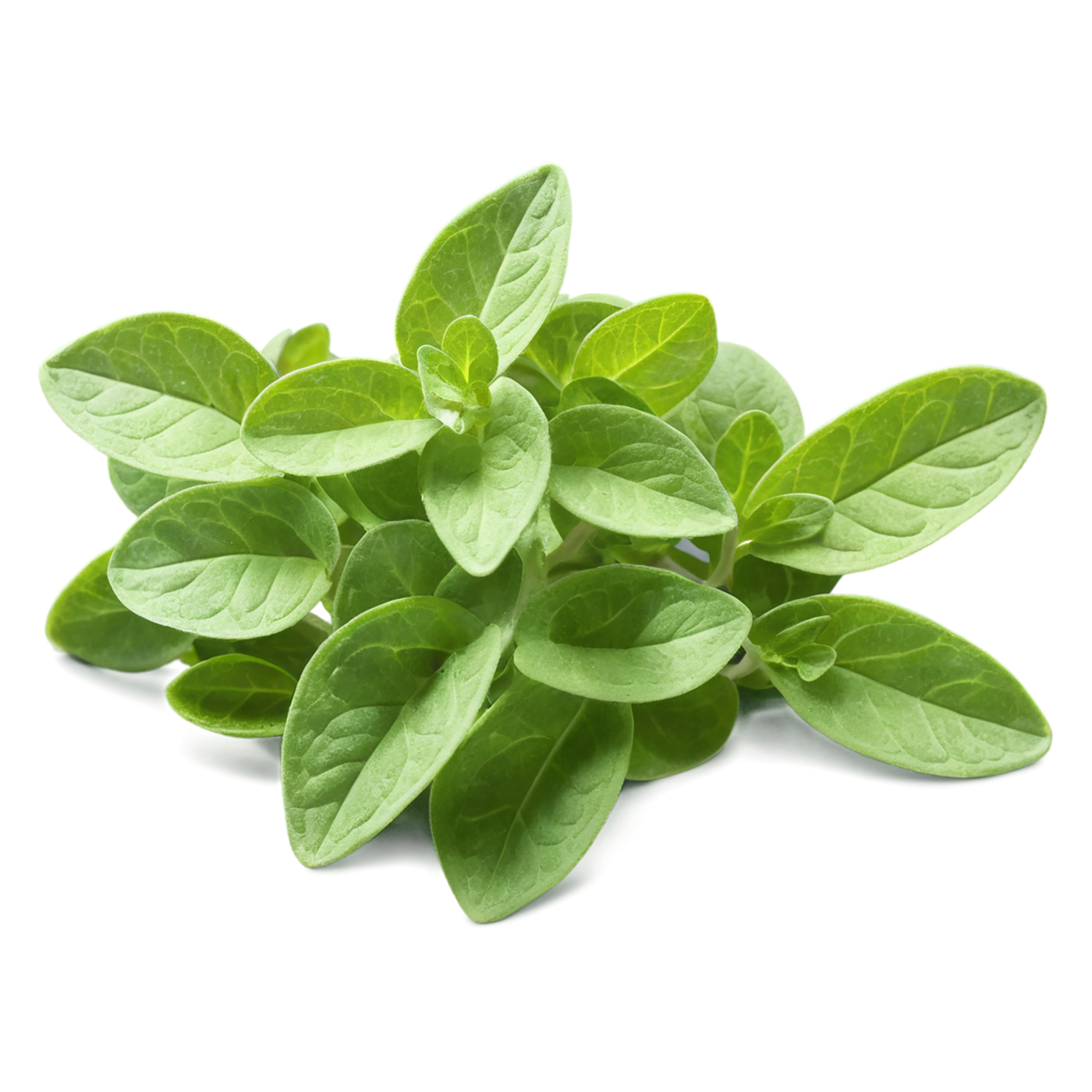 Marjoram Herbs isolated on transparent background, #7169