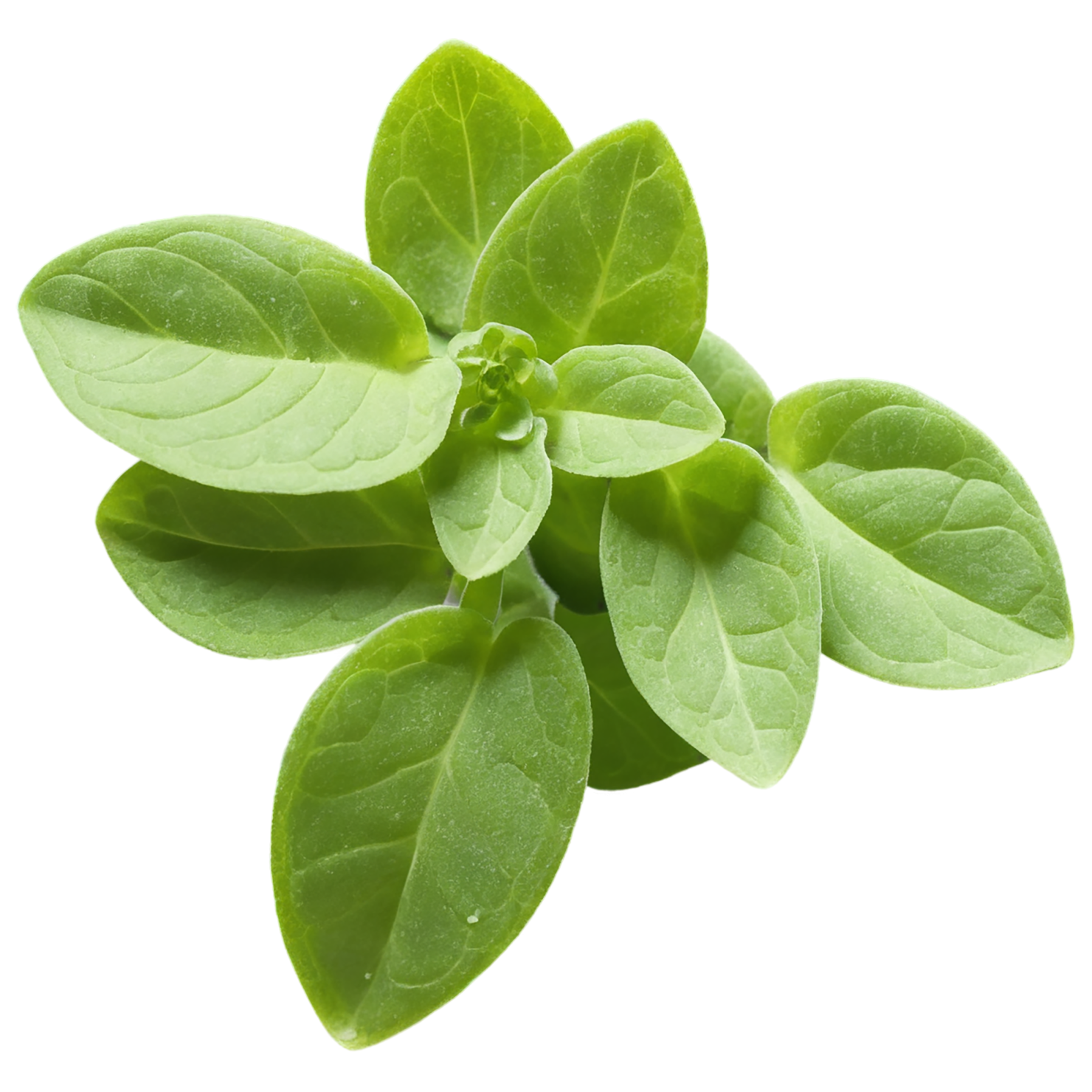 Marjoram Herbs isolated on transparent background, #7170