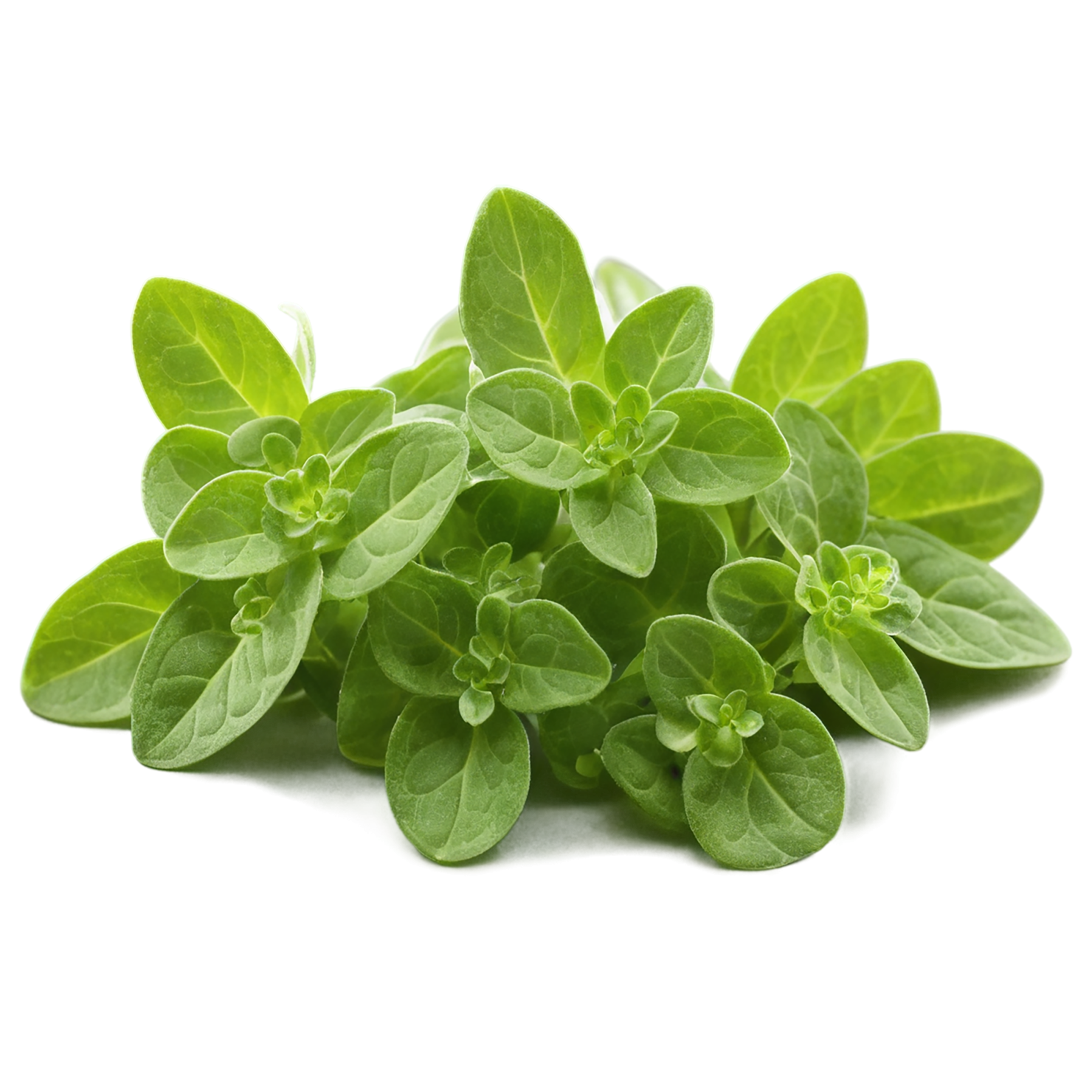 Marjoram Herbs isolated on transparent background, #7171