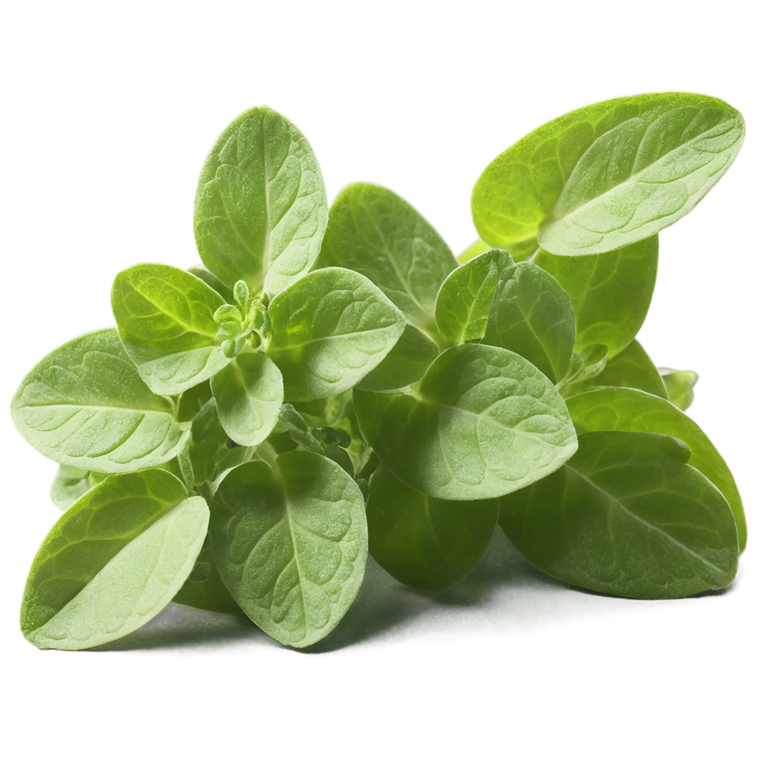 Marjoram Herbs isolated on transparent background, #7172