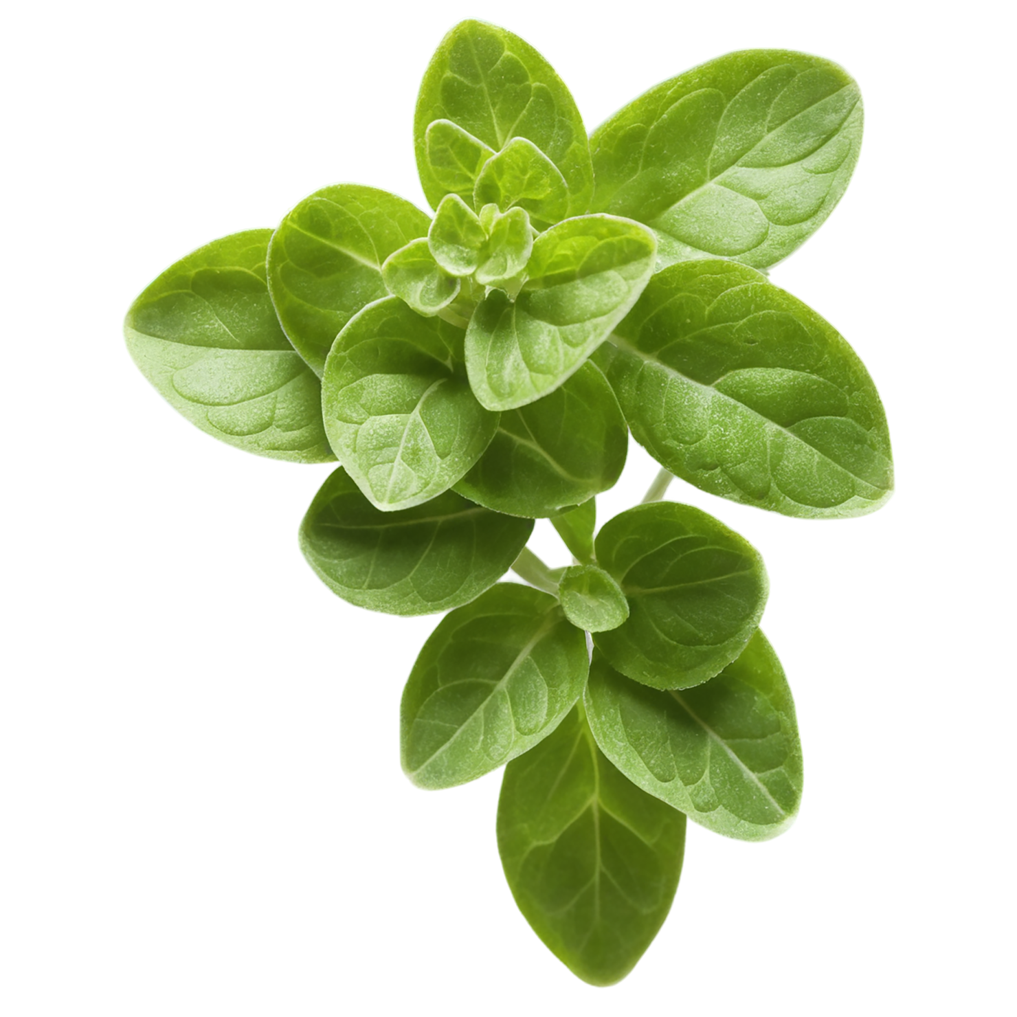 Marjoram Herbs isolated on transparent background, #7173