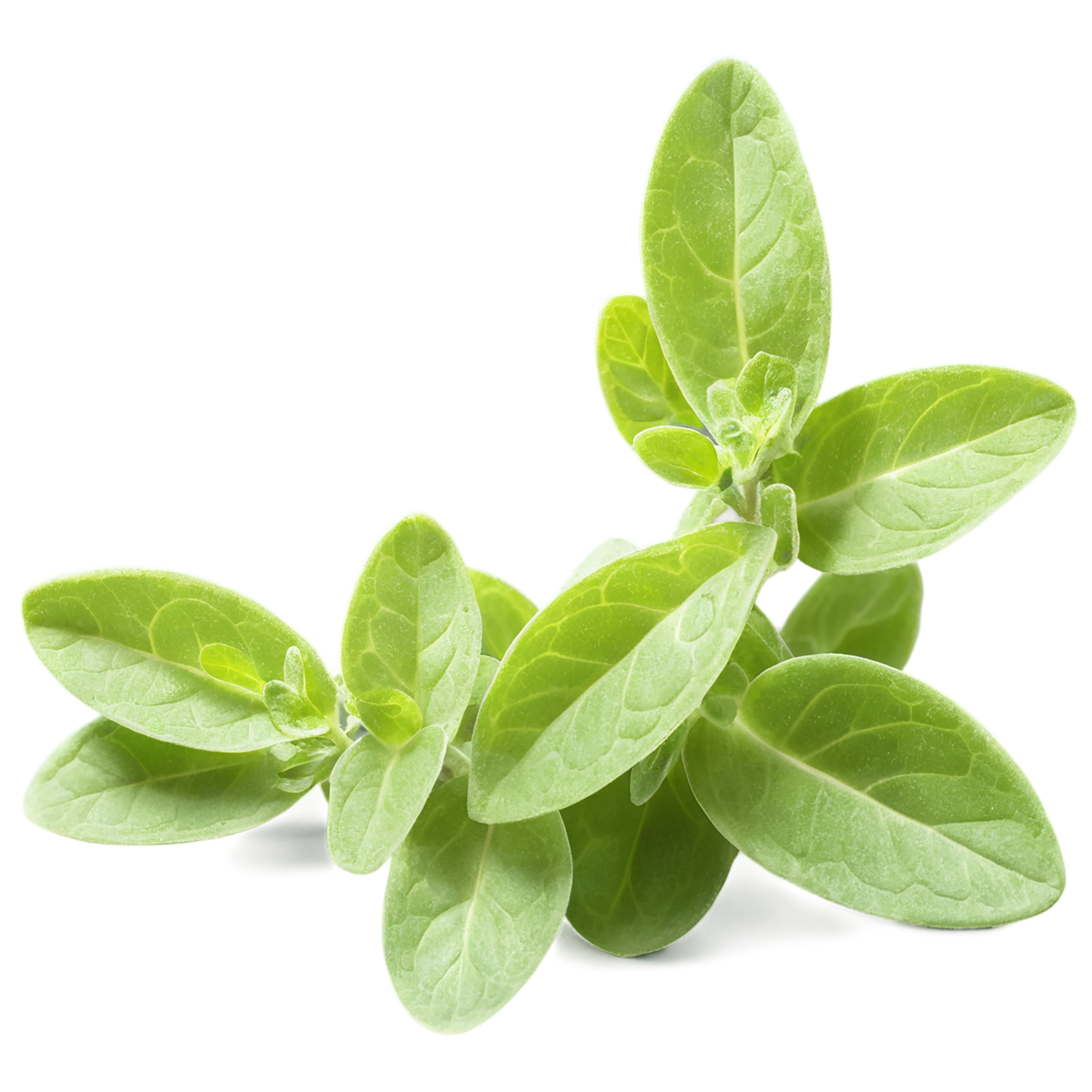 Marjoram Herbs isolated on transparent background, #7175