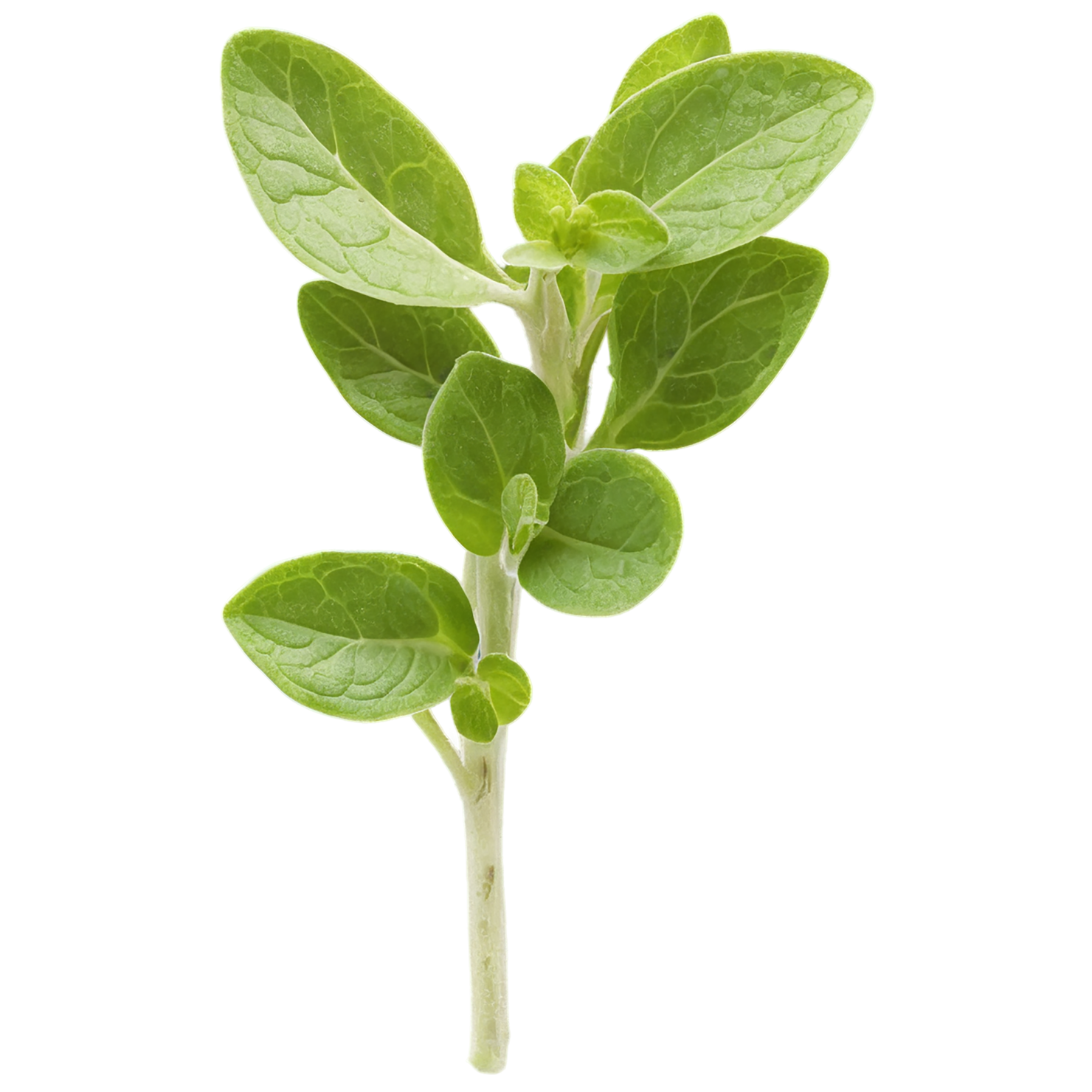 Marjoram Herbs isolated on transparent background, #7176