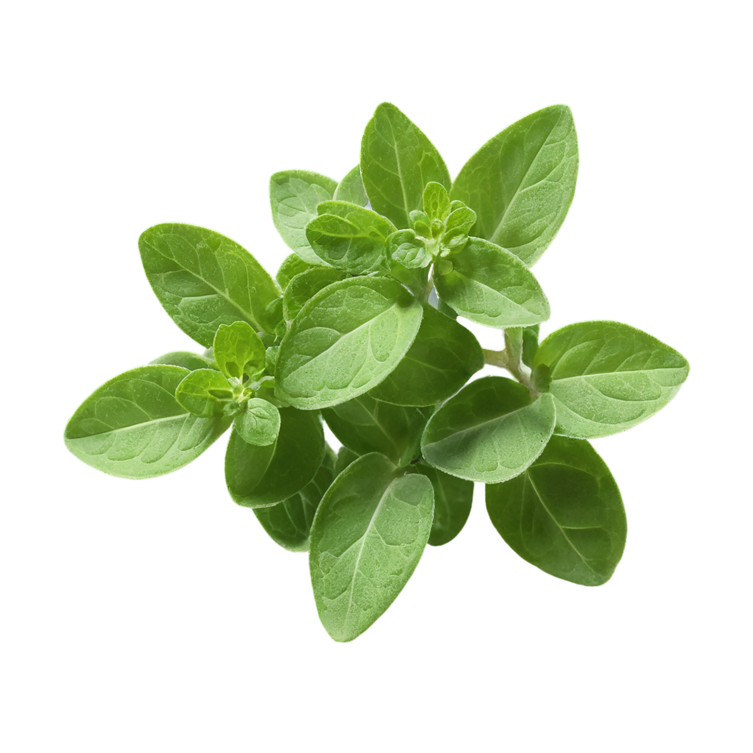 Marjoram Herbs isolated on transparent background, #7177