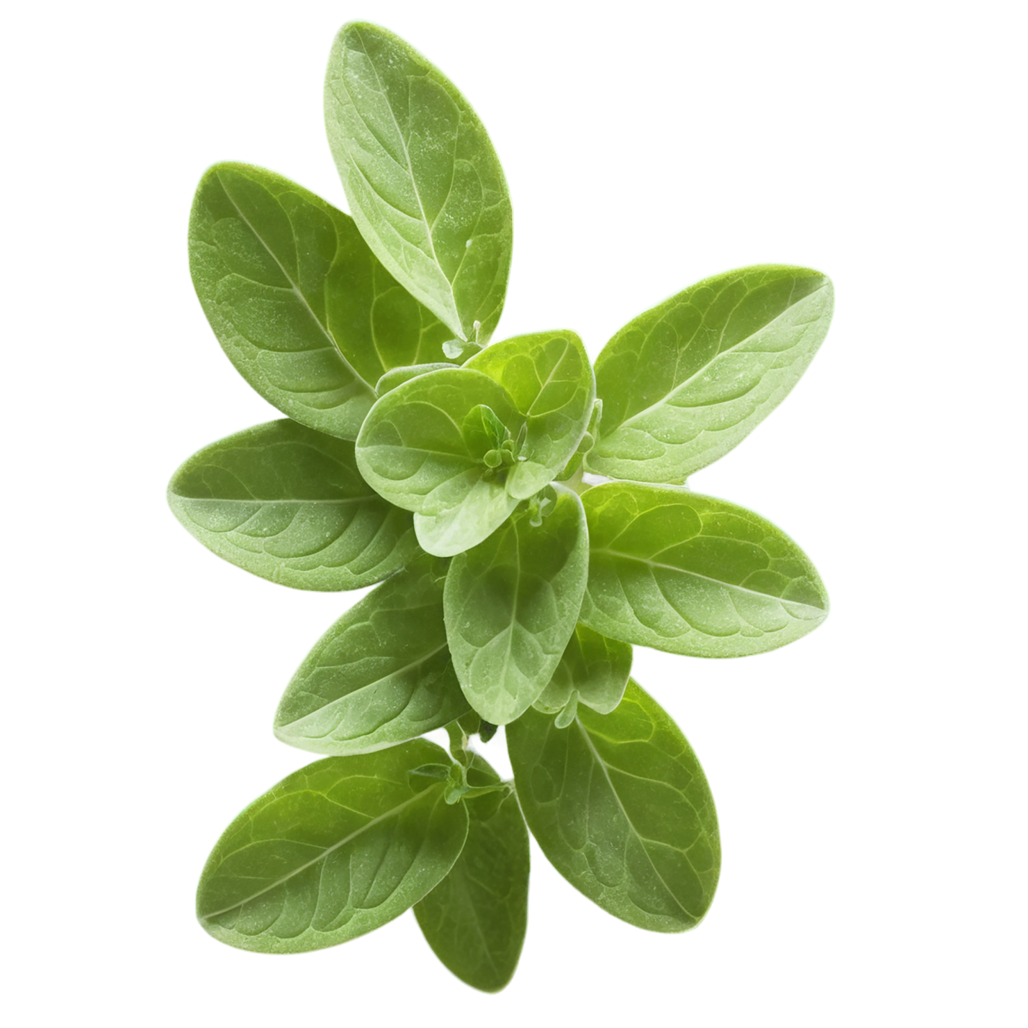 Marjoram Herbs isolated on transparent background, #7178