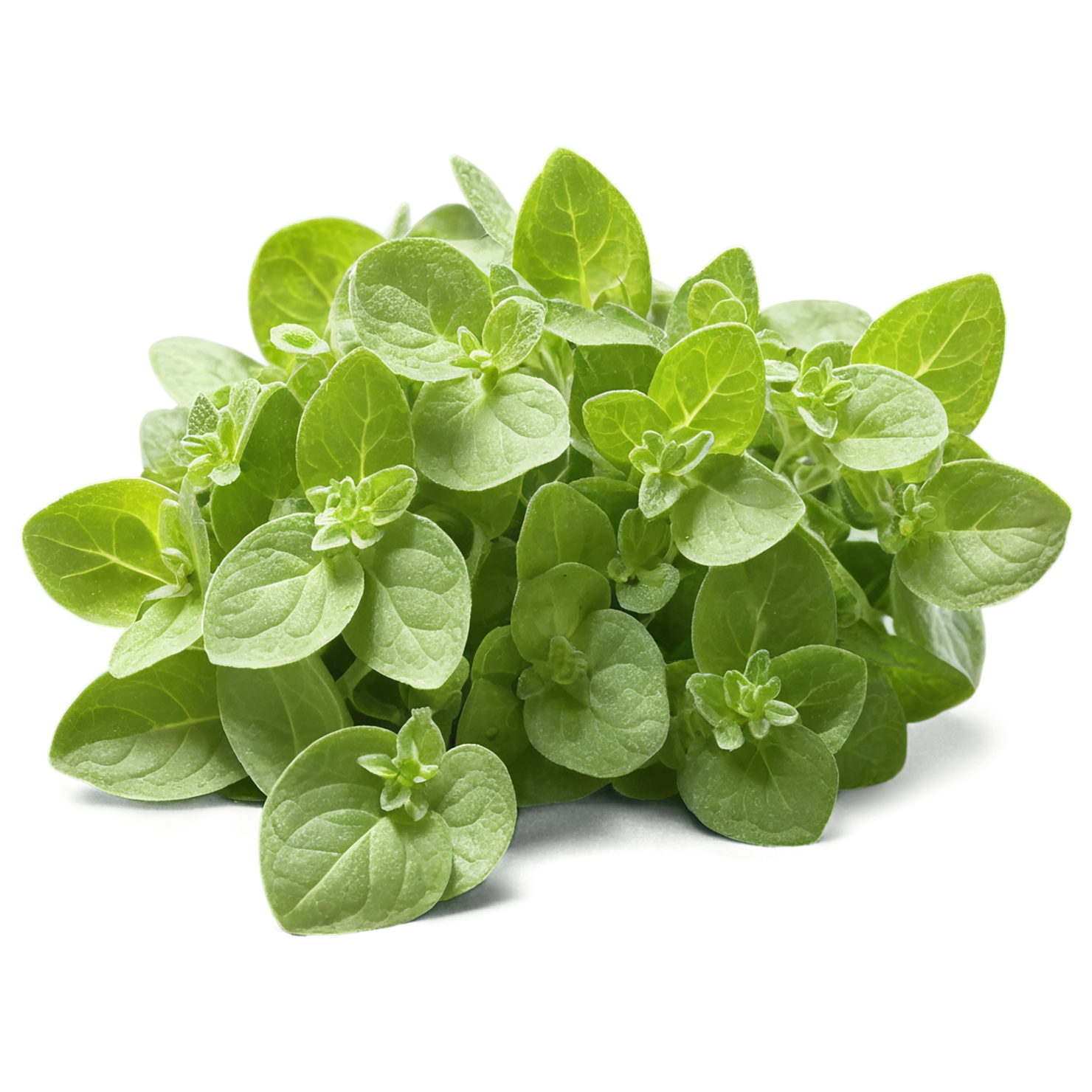 Marjoram Herbs isolated on transparent background, #7180