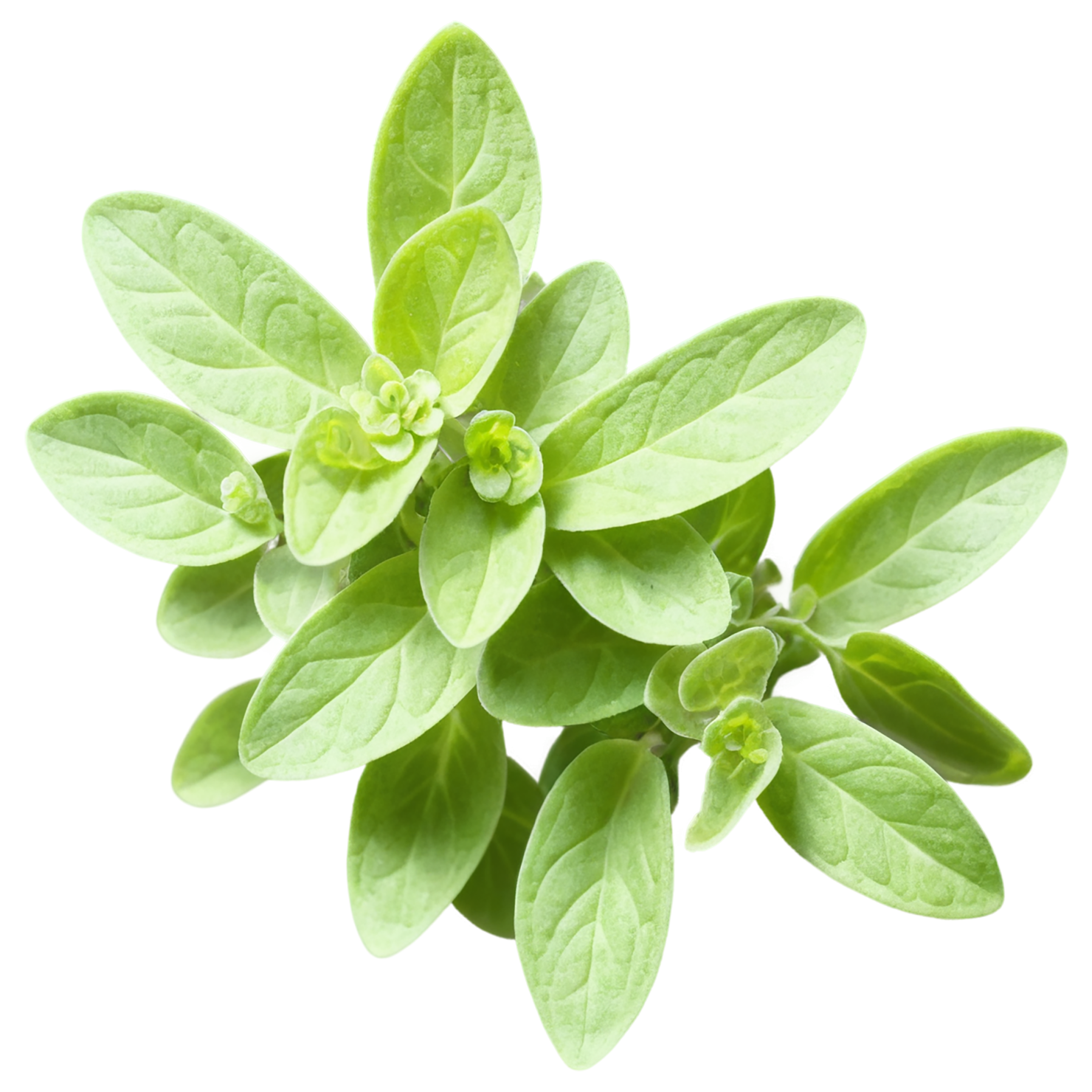 Marjoram Herbs isolated on transparent background, #7181