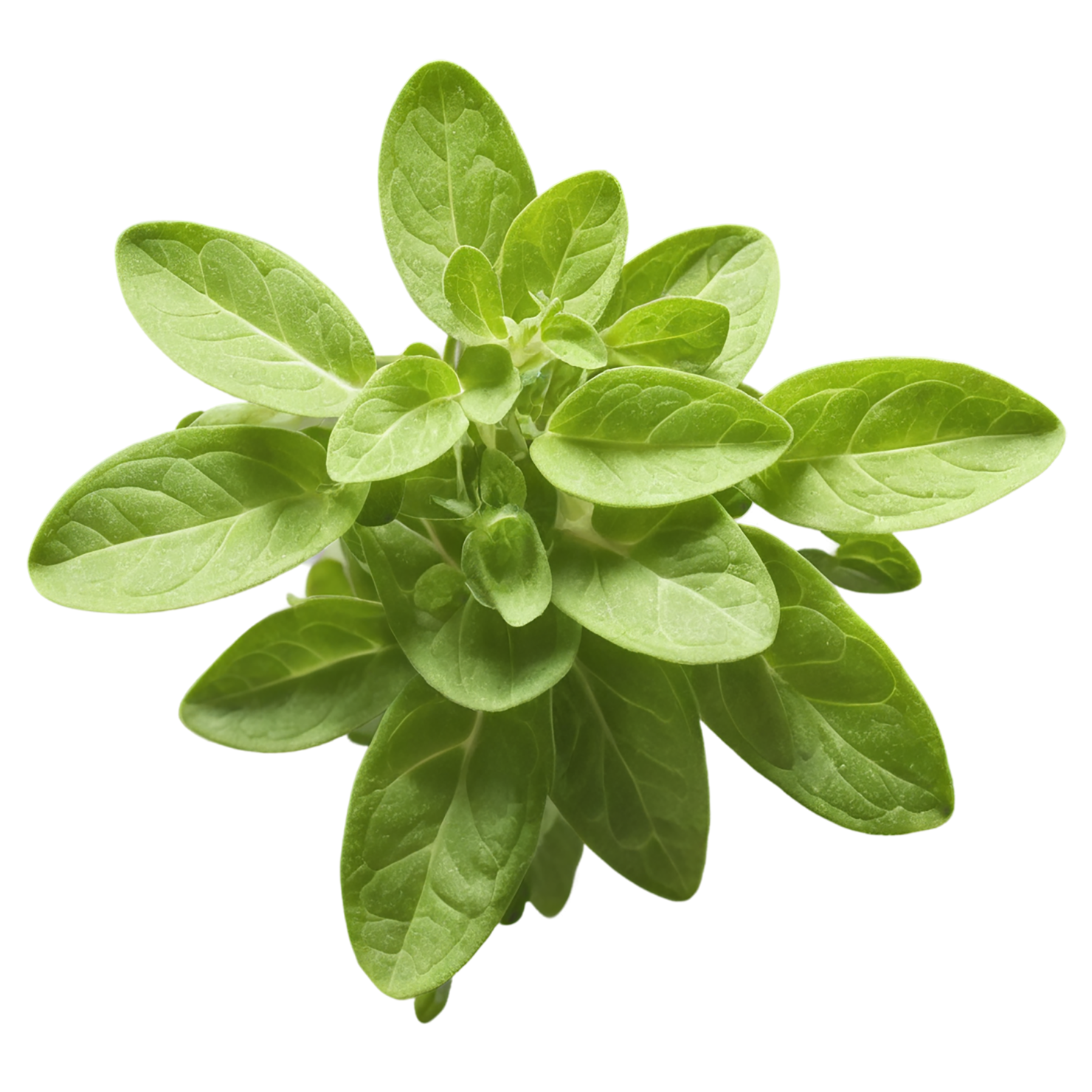 Marjoram Herbs isolated on transparent background, #7182