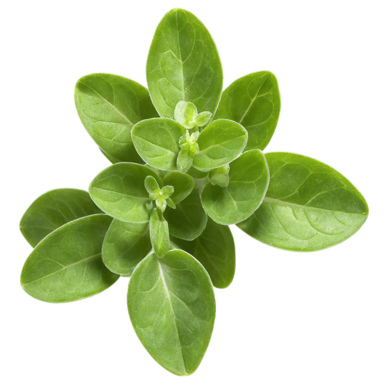 Marjoram Herbs isolated on transparent background, #7183