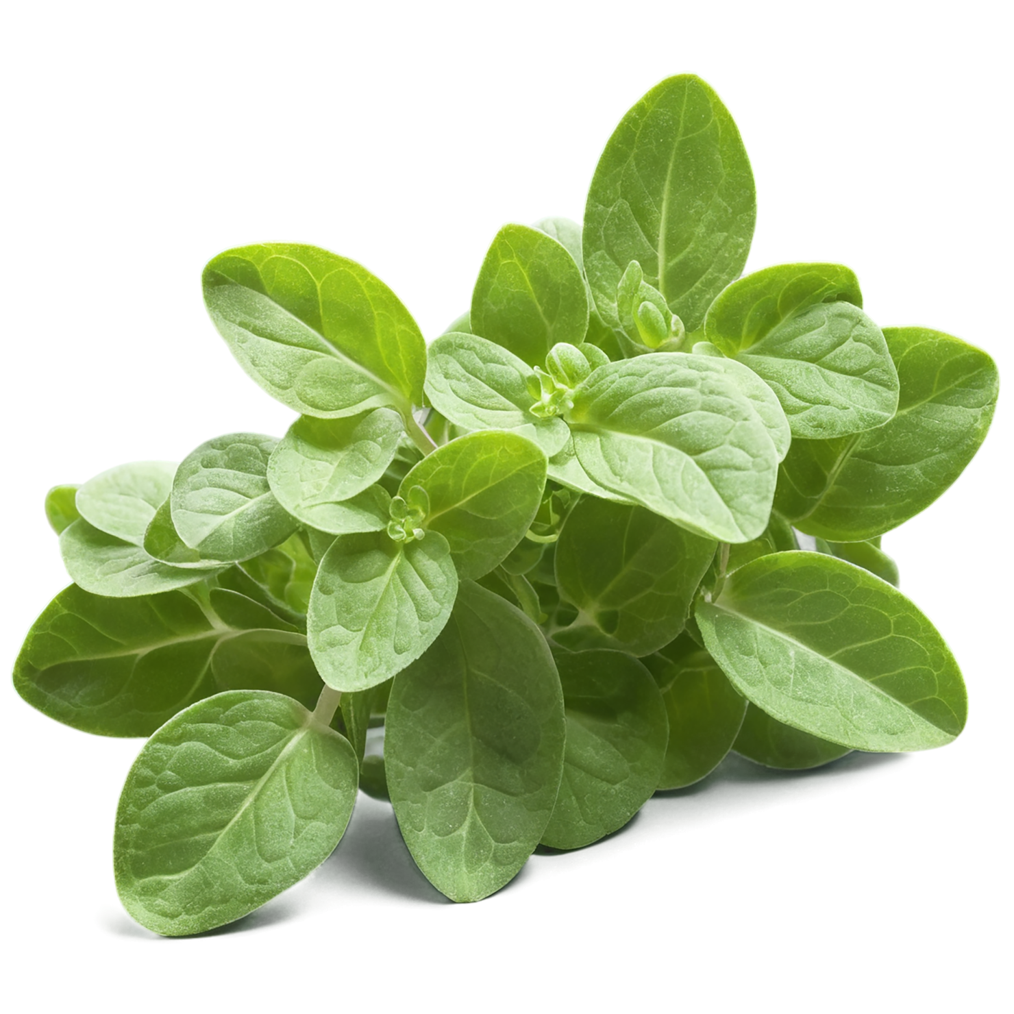 Marjoram Herbs isolated on transparent background, #7184