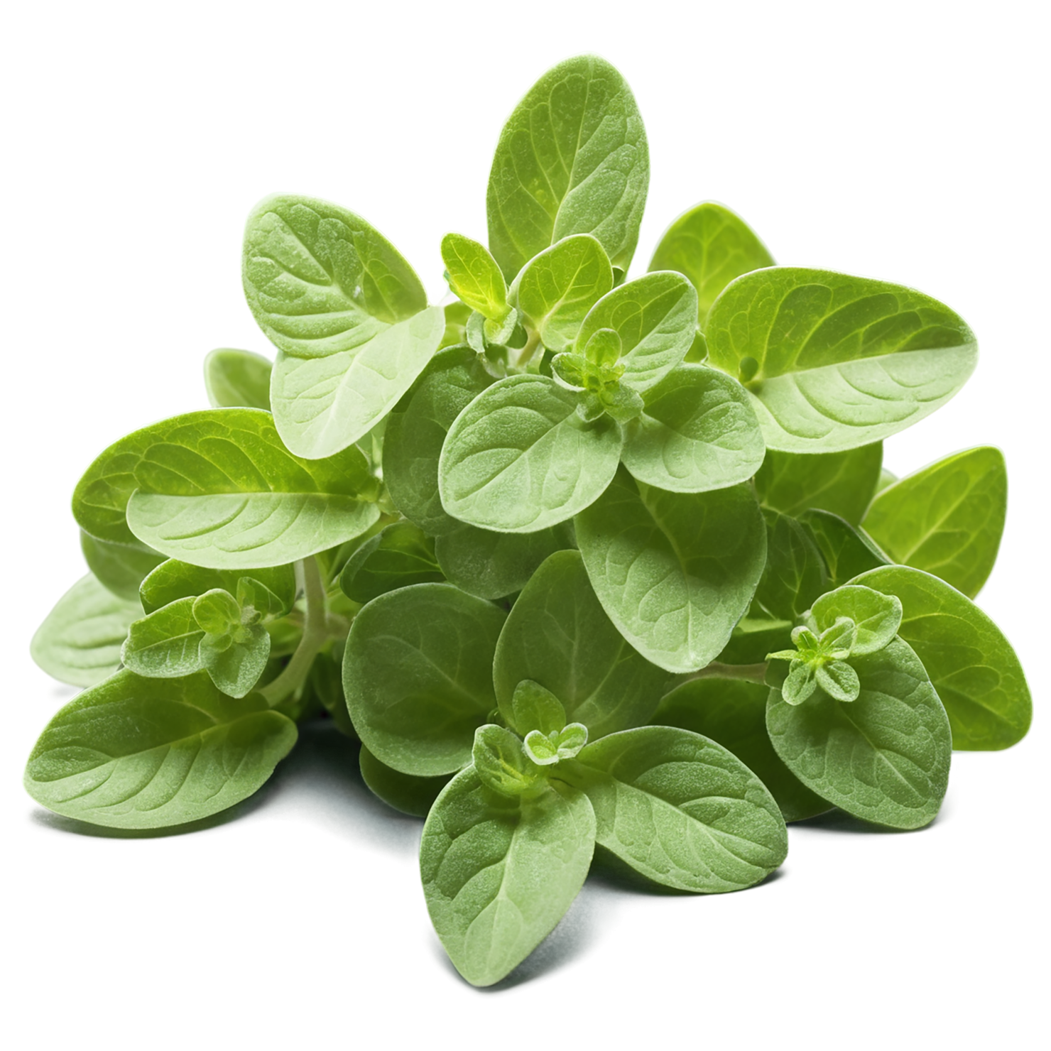 Marjoram Herbs isolated on transparent background, #7185