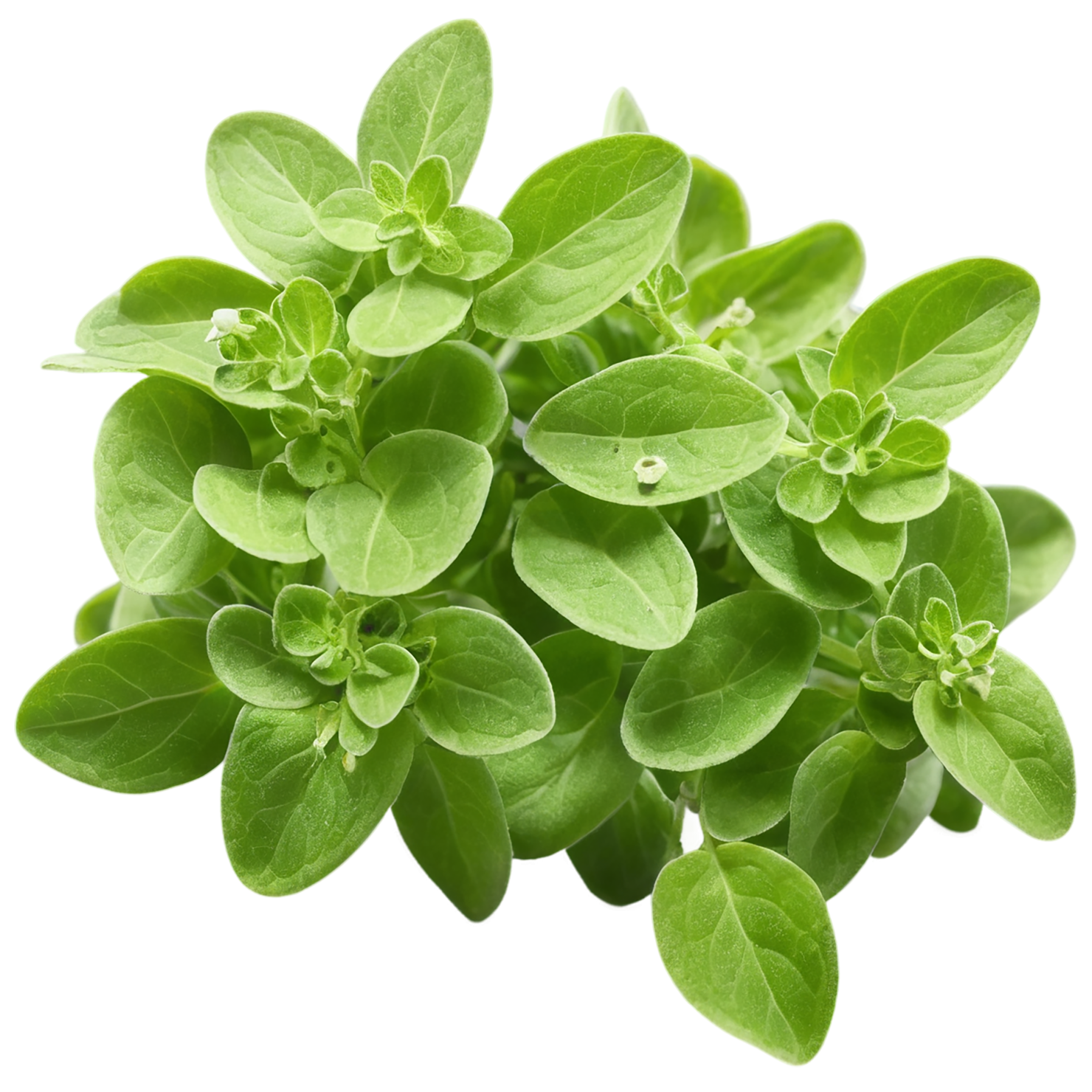Marjoram Herbs isolated on transparent background, #7186