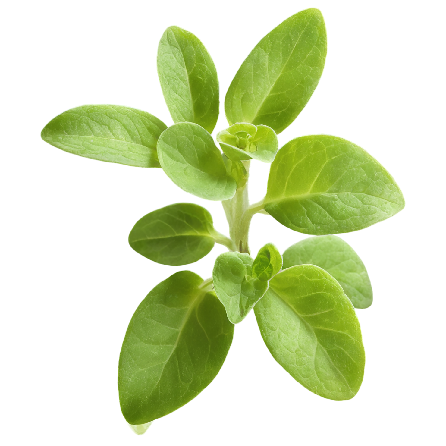 Marjoram Herbs isolated on transparent background, #7187