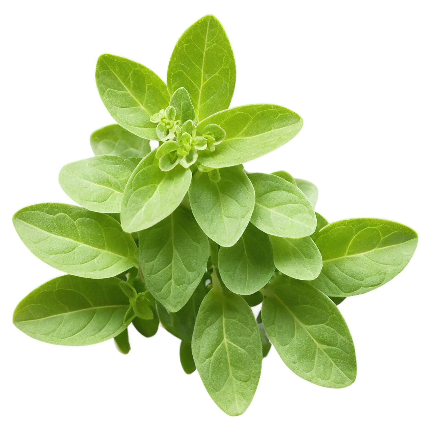 Marjoram Herbs isolated on transparent background, #7188