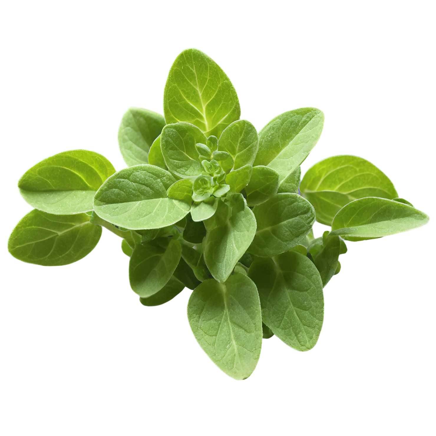 Marjoram Herbs isolated on transparent background, #7190