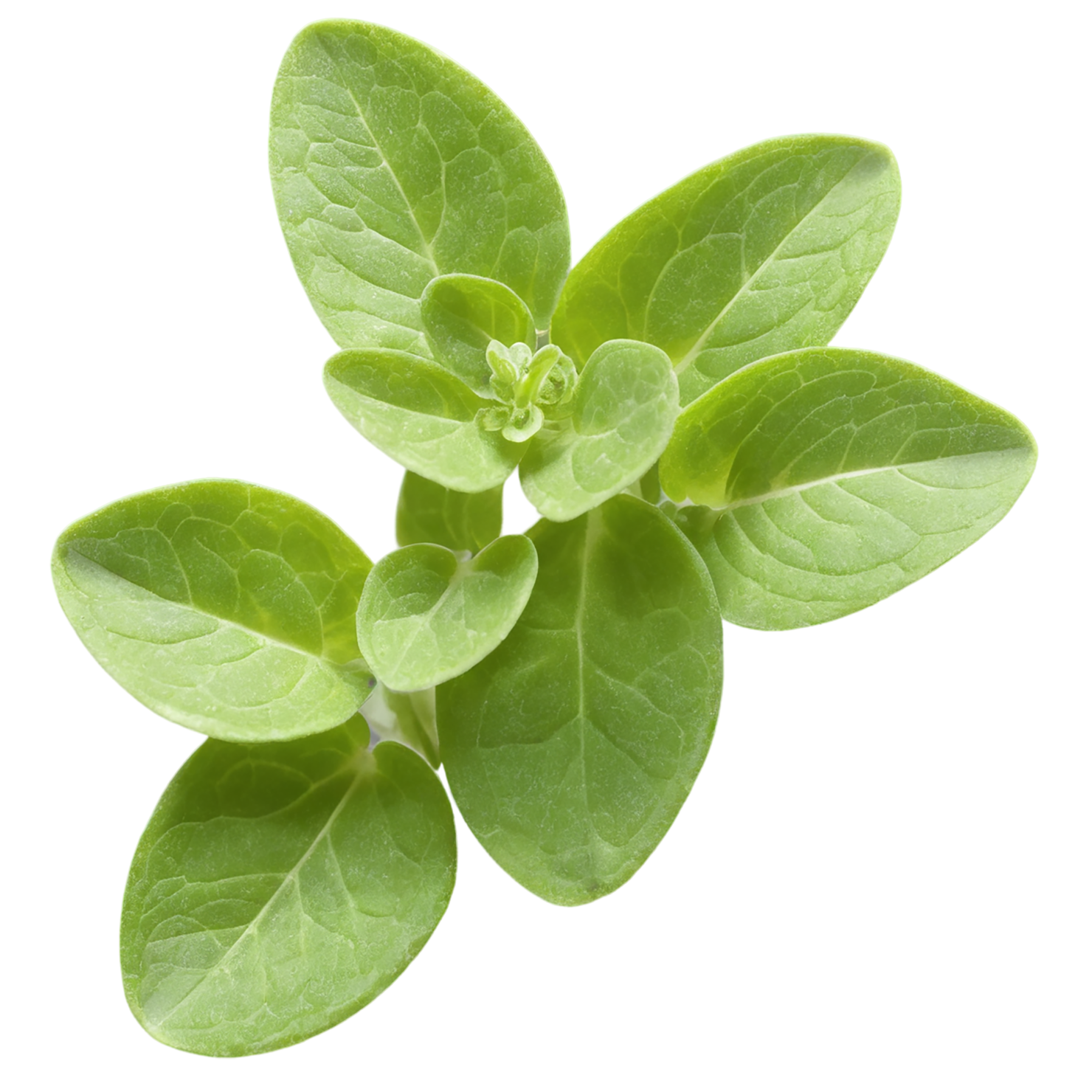 Marjoram Herbs isolated on transparent background, #7192