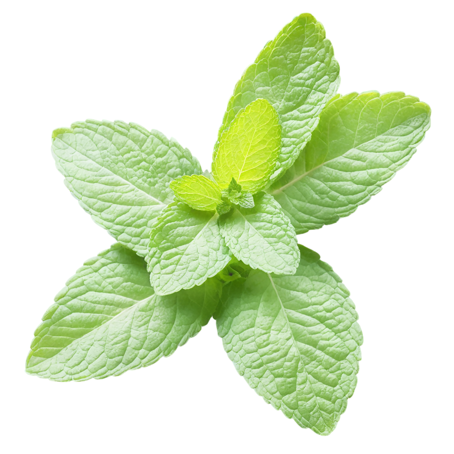 Mint Herbs isolated on transparent background, #7193