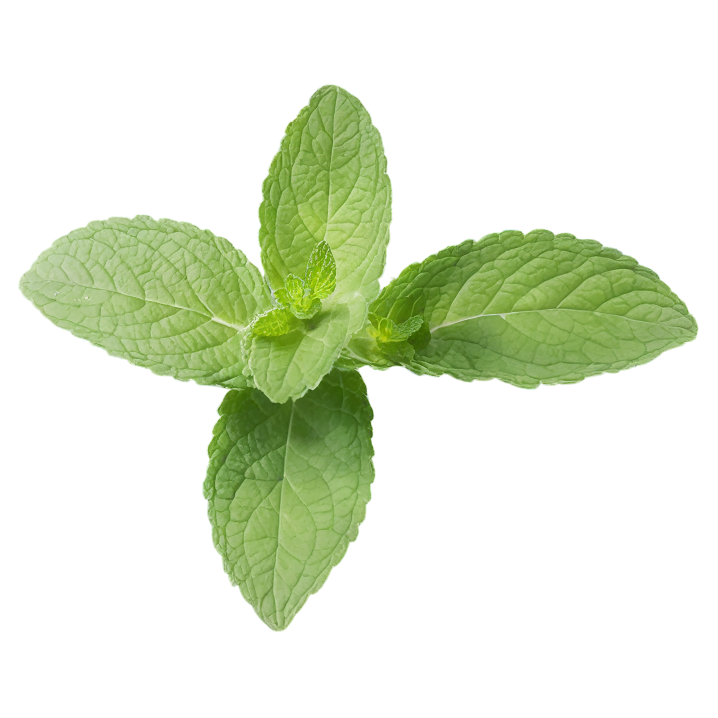 Mint Herbs isolated on transparent background, #7194