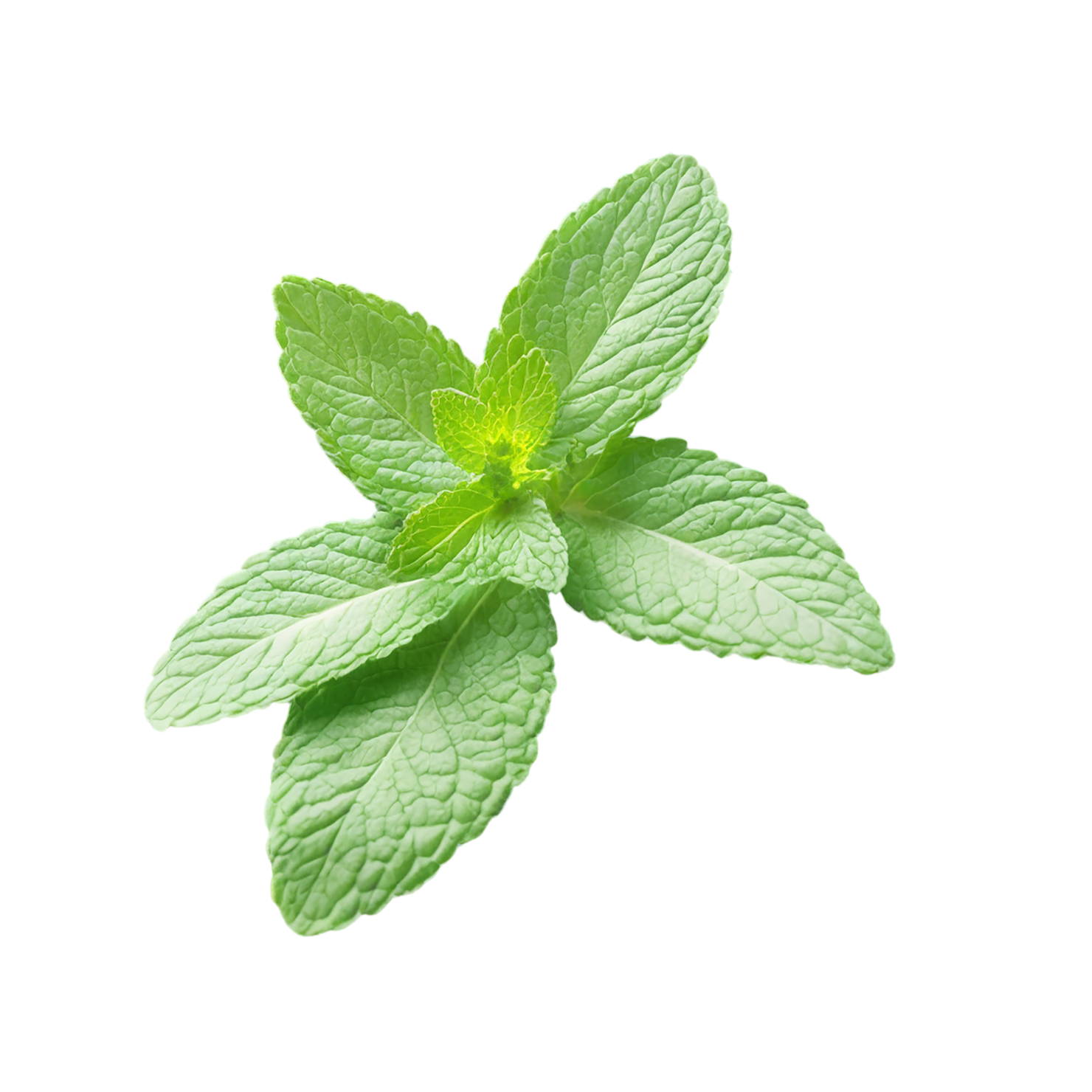 Mint Herbs isolated on transparent background, #7195