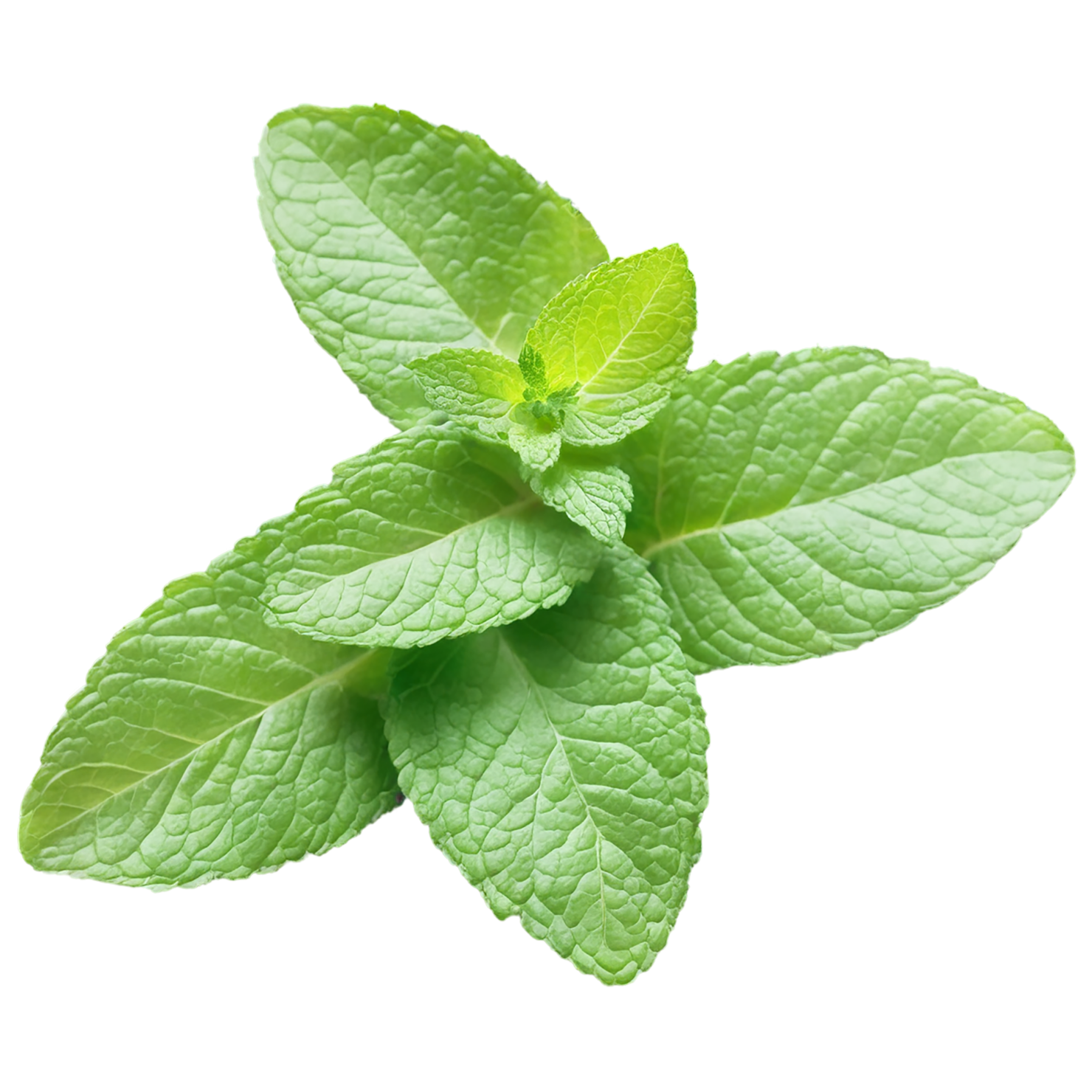 Mint Herbs isolated on transparent background, #7196