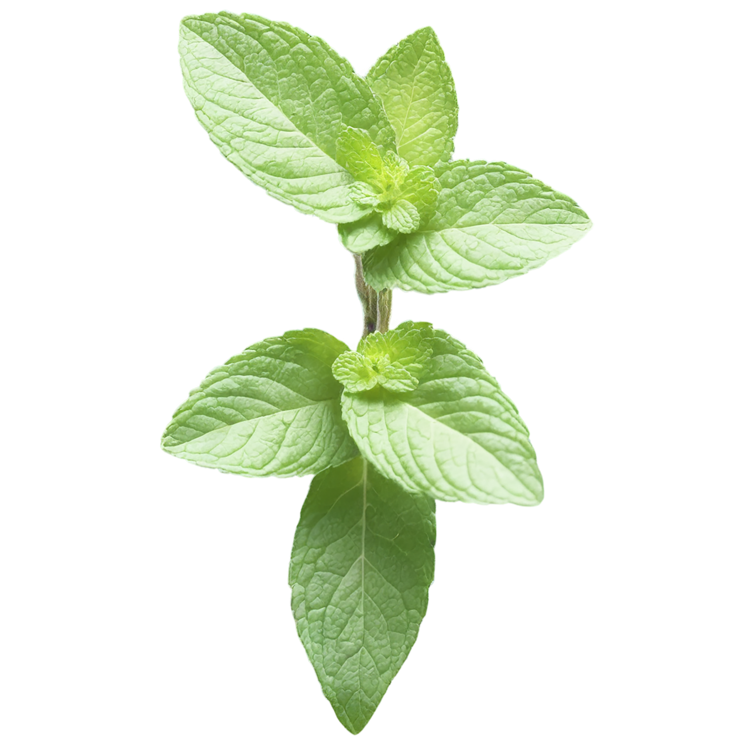 Mint Herbs isolated on transparent background, #7197