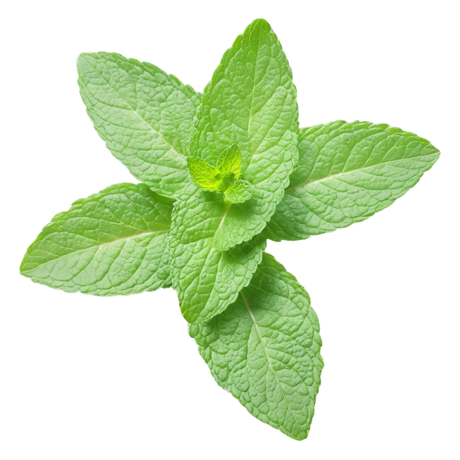 Mint Herbs isolated on transparent background, #7198