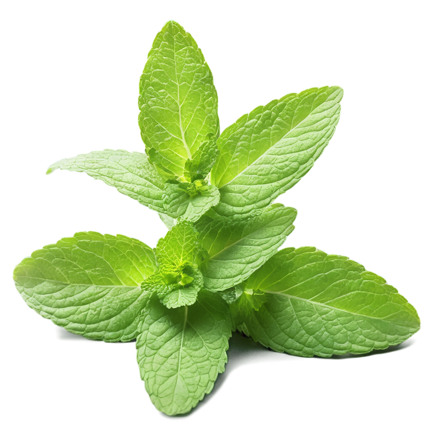 Mint Herbs isolated on transparent background, #7200