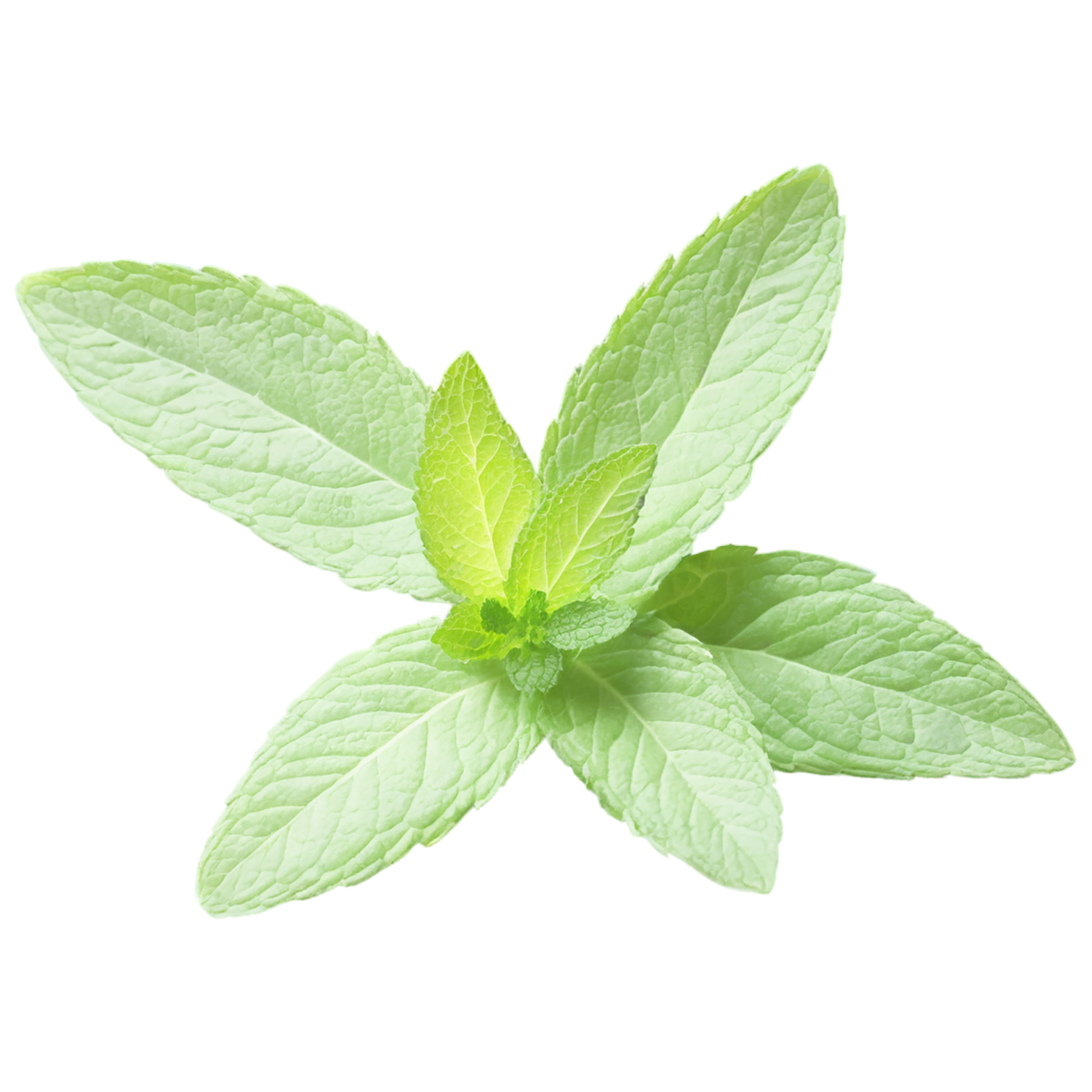 Mint Herbs isolated on transparent background, #7201