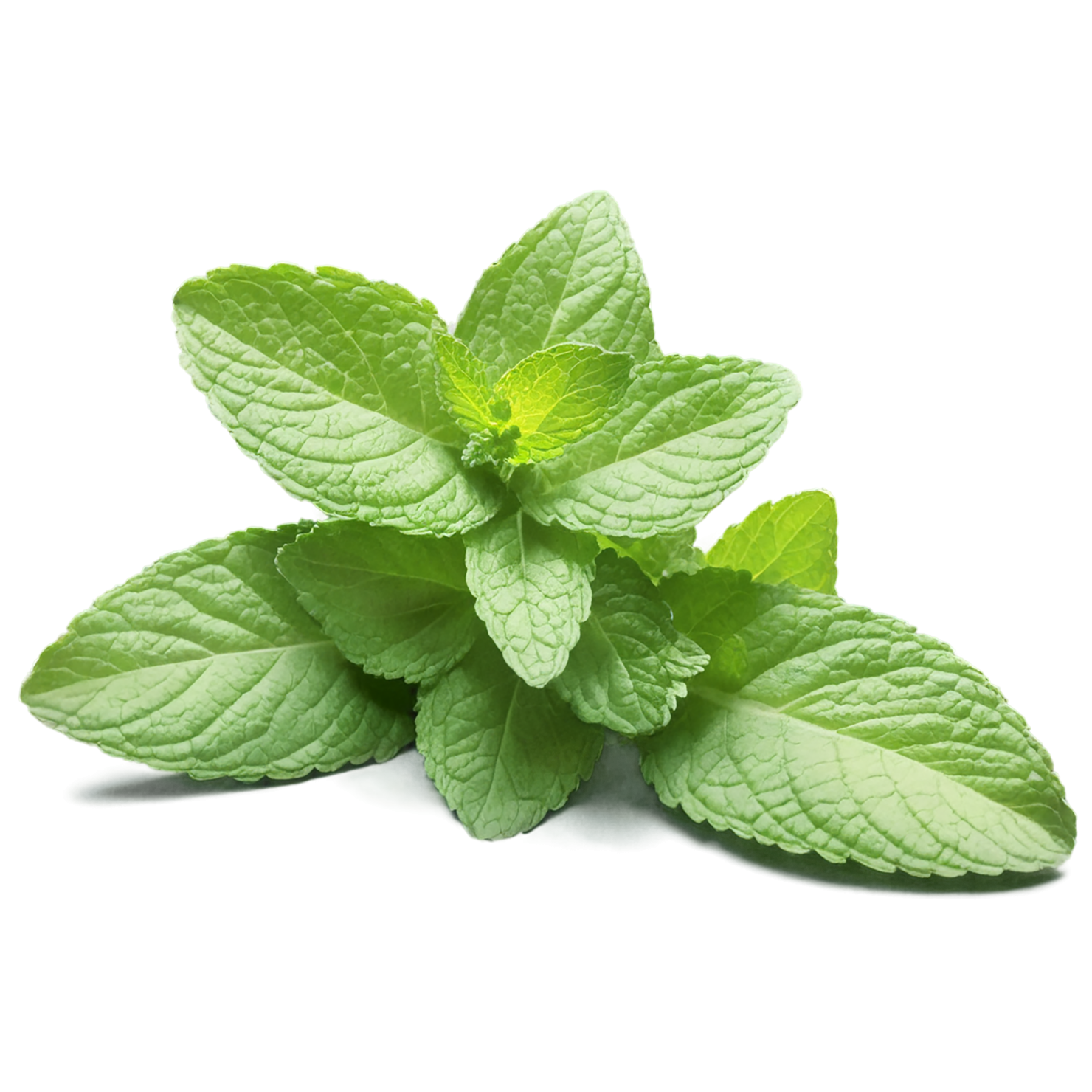 Mint Herbs isolated on transparent background, #7202