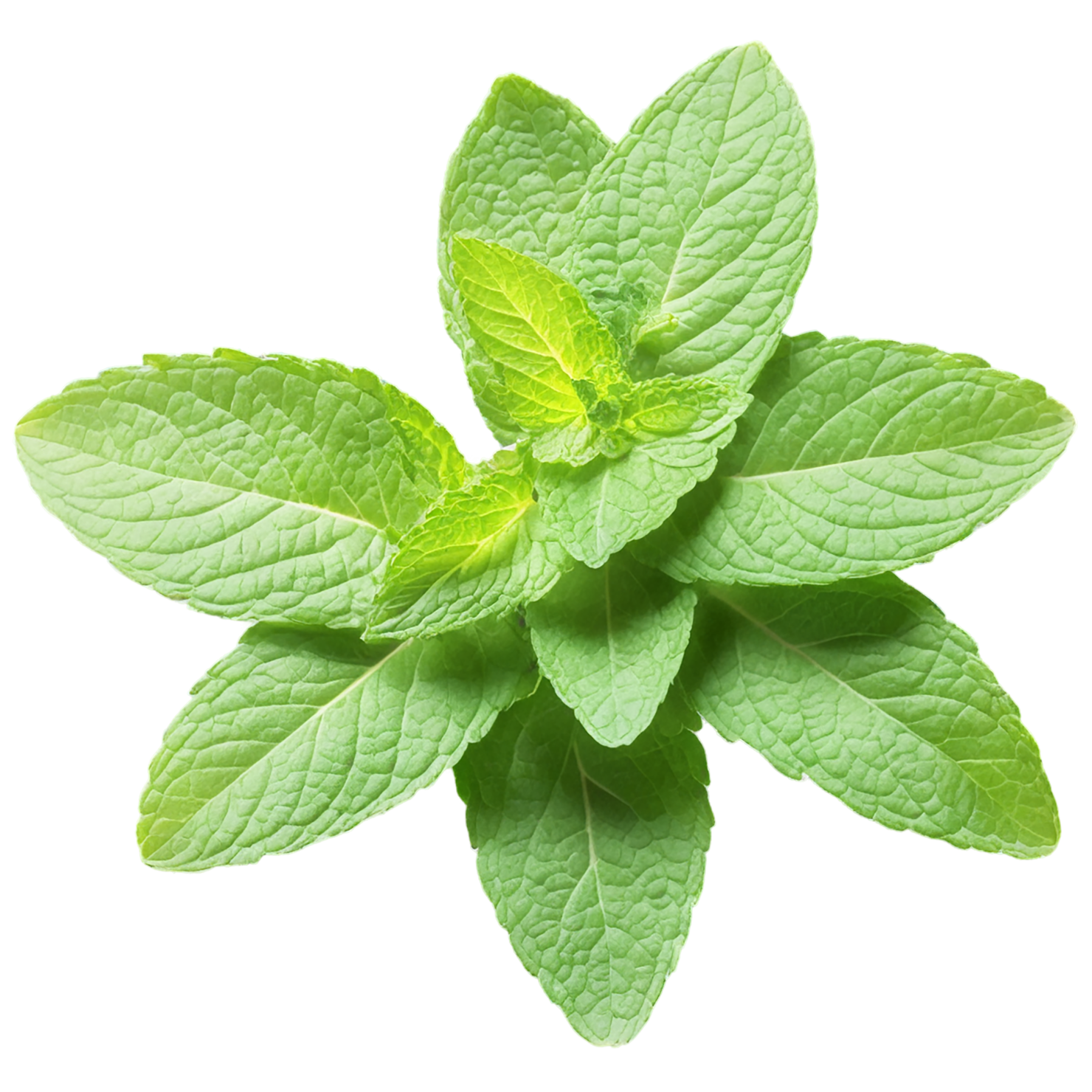 Mint Herbs isolated on transparent background, #7203