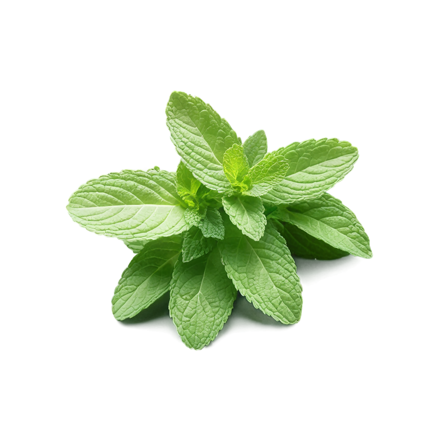 Mint Herbs isolated on transparent background, #7206