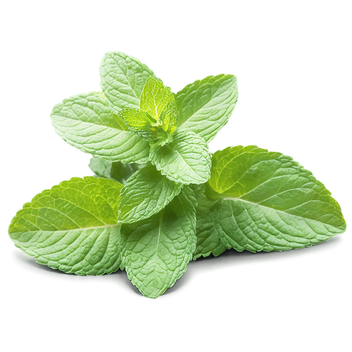 Mint Herbs isolated on transparent background, #7207