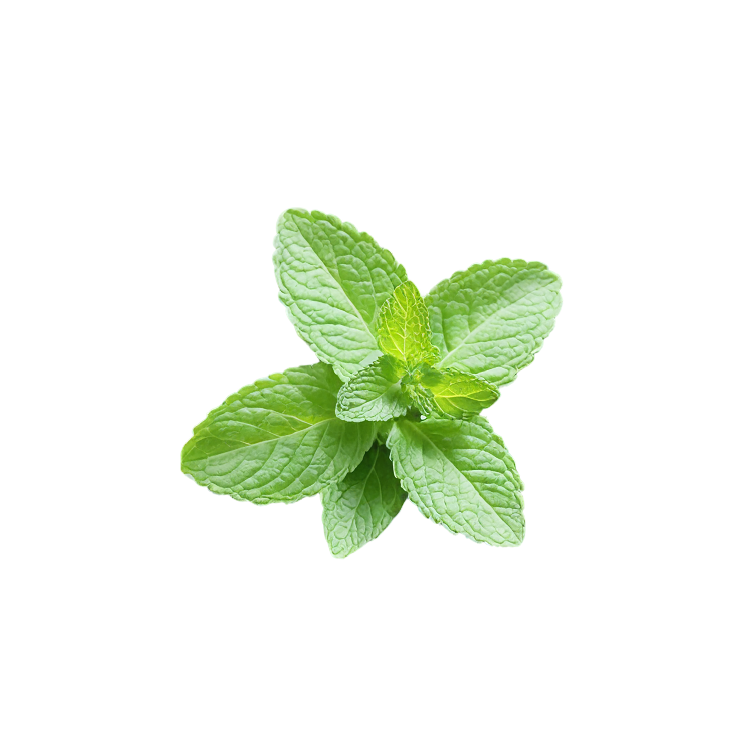 Mint Herbs isolated on transparent background, #7210