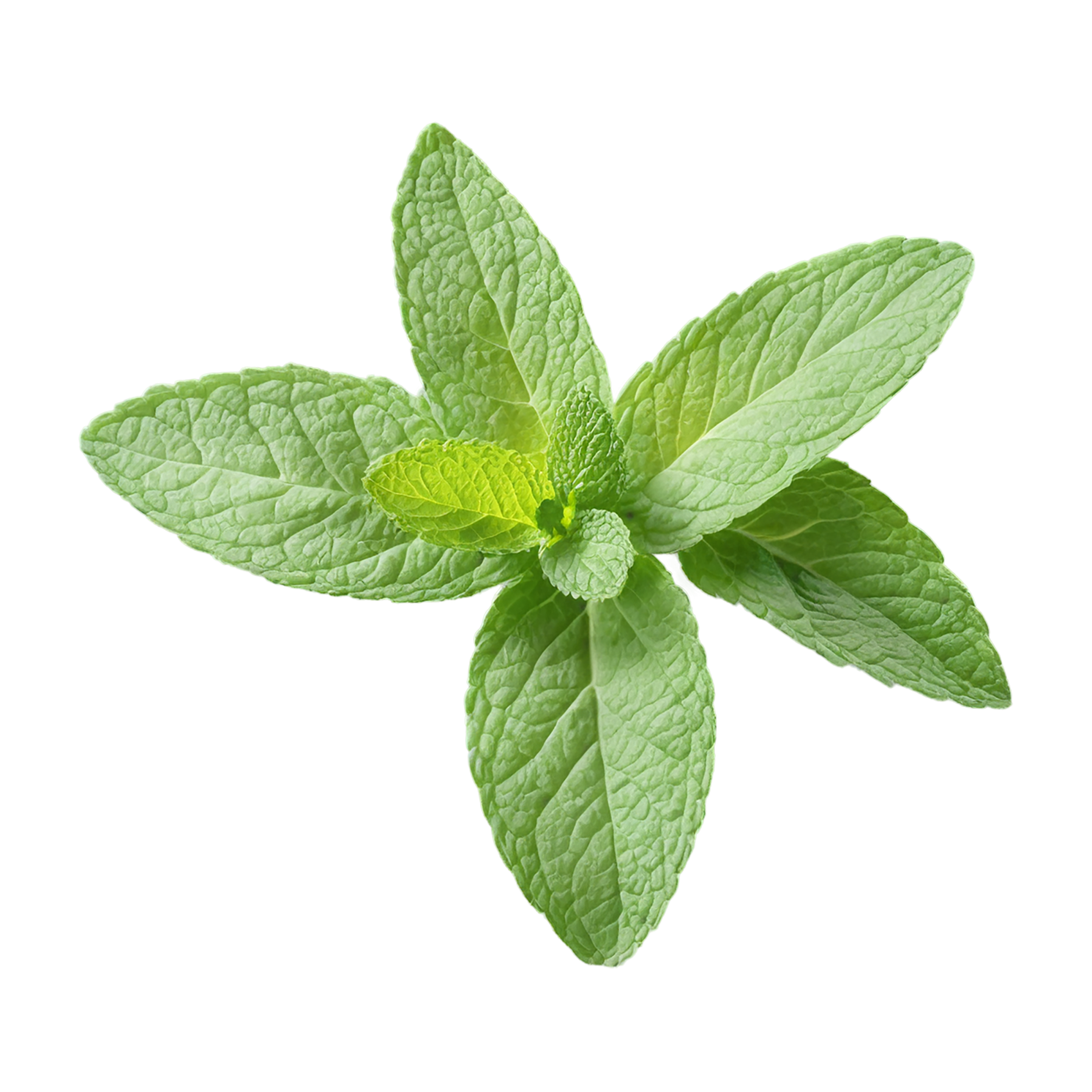 Mint Herbs isolated on transparent background, #7211